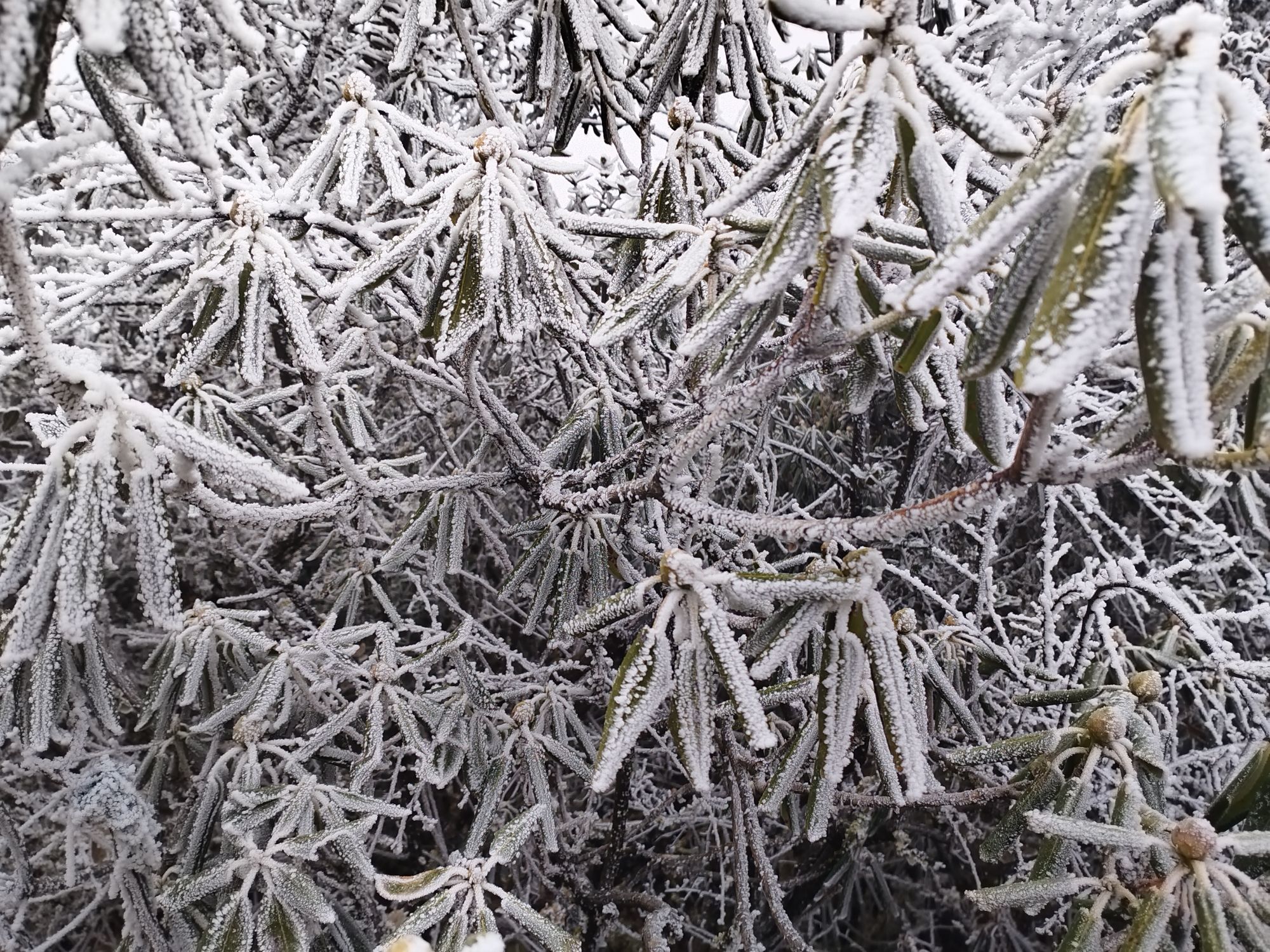 十万亩索玛花波洛景区旅行图片