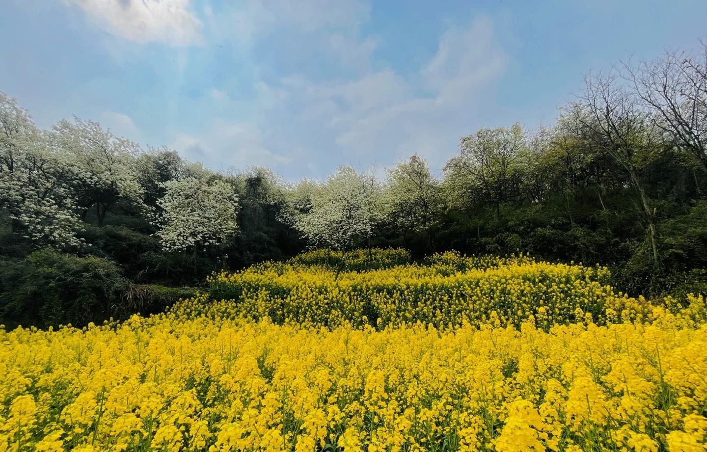 九龙山乡村旅游景区旅行图片