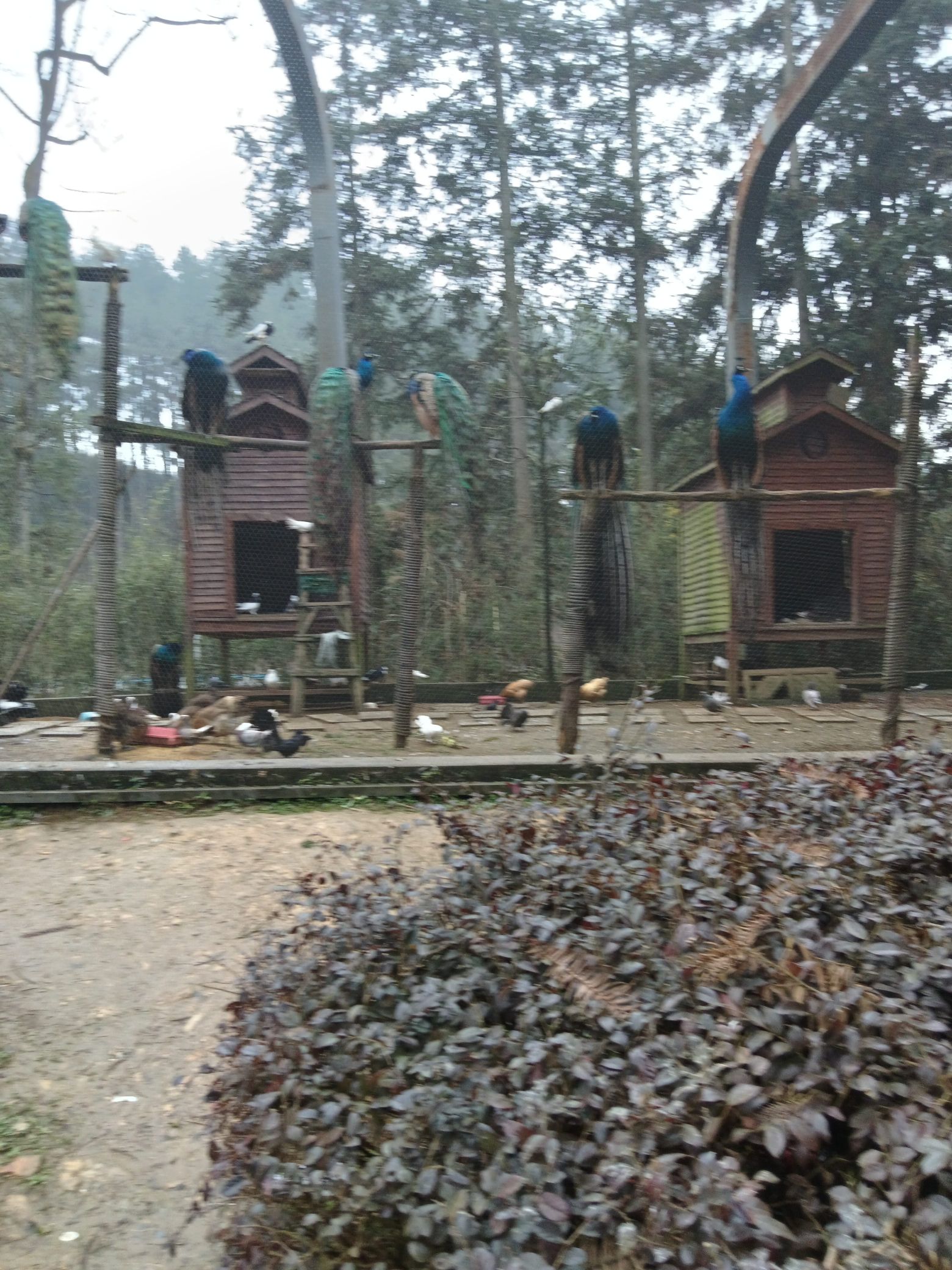 九龙山森林康养旅游度假区-九龙山森林公园