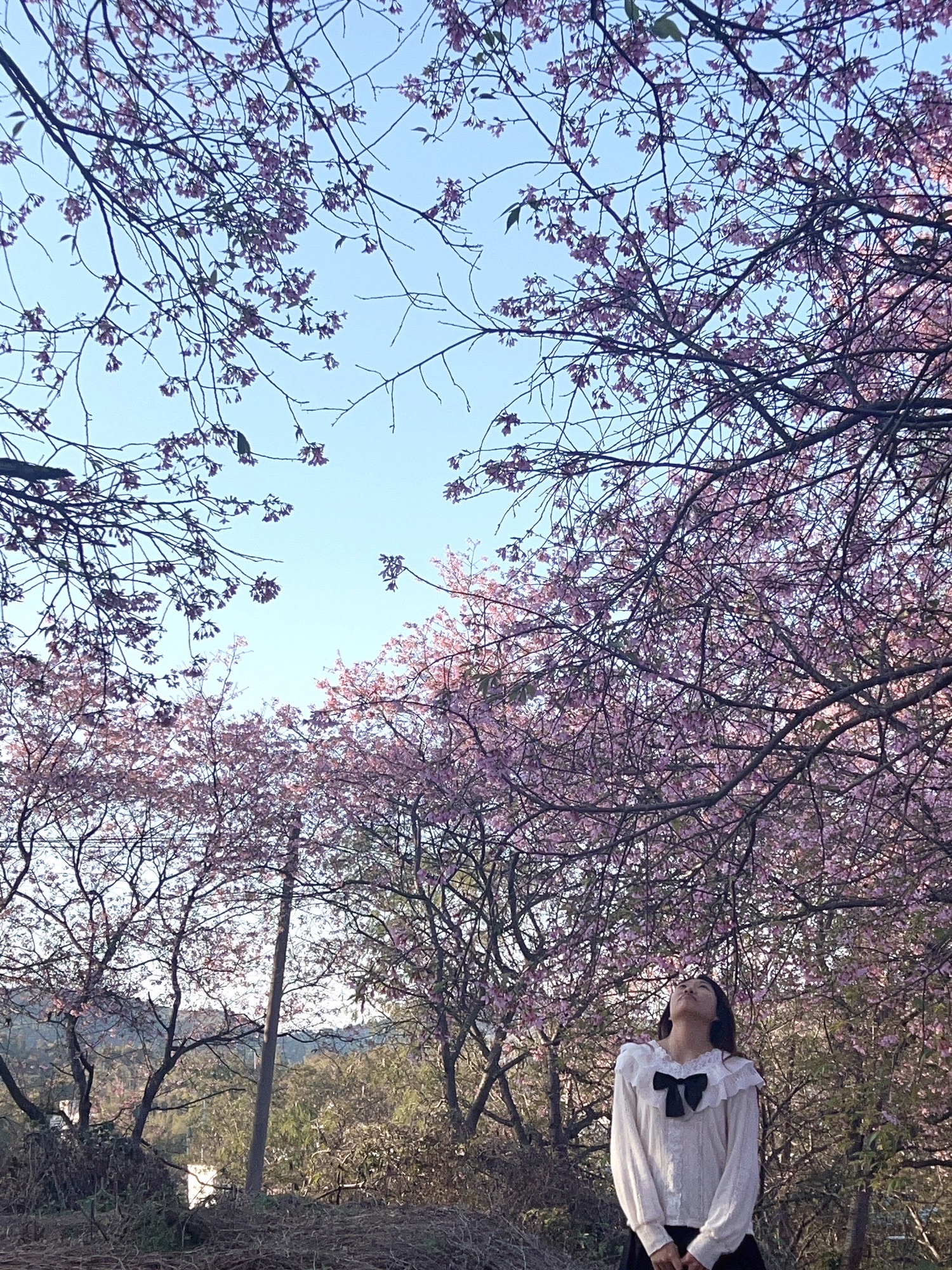 韶关樱花公园