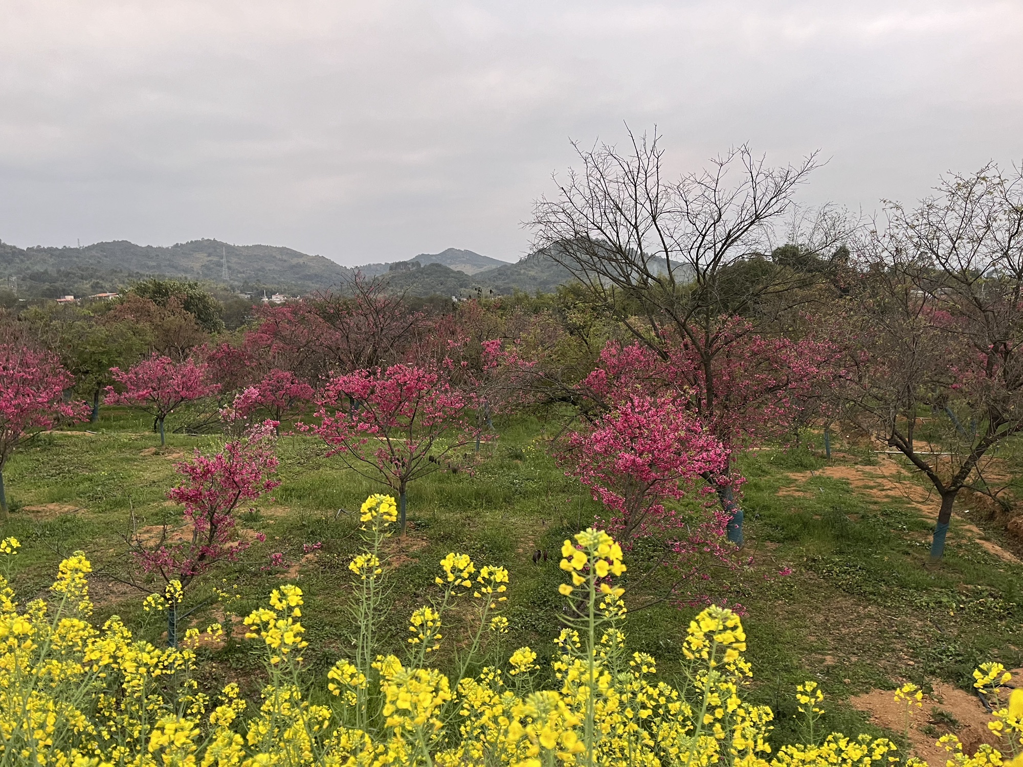 韶关樱花公园旅行图片