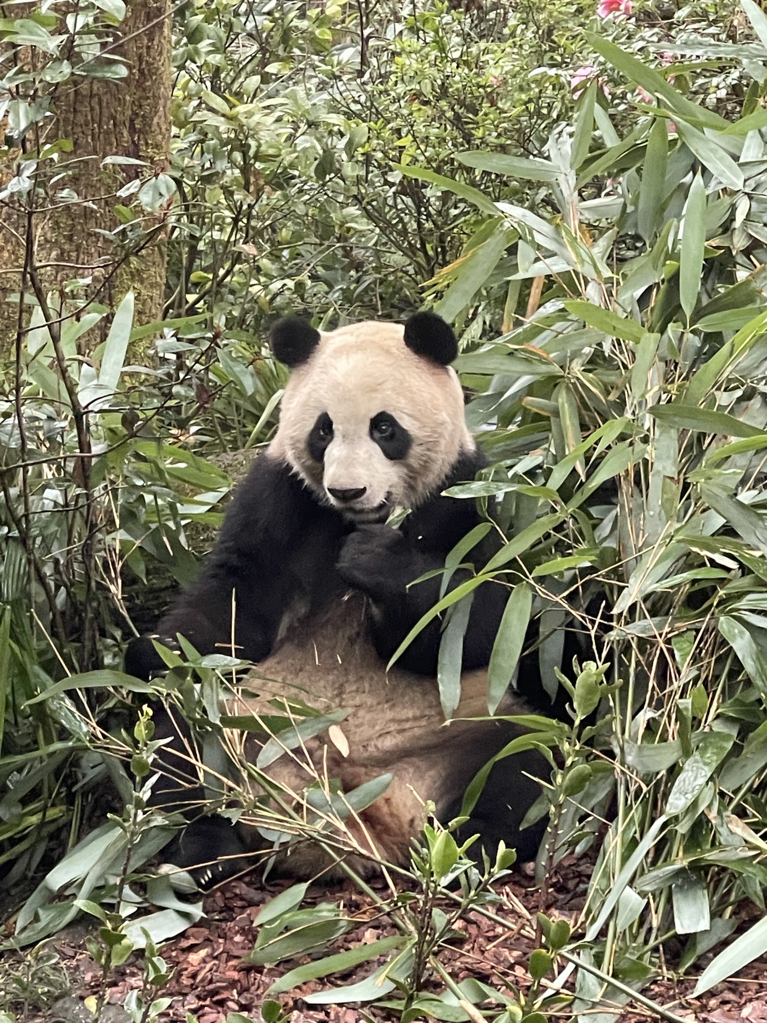 都江堰熊猫谷