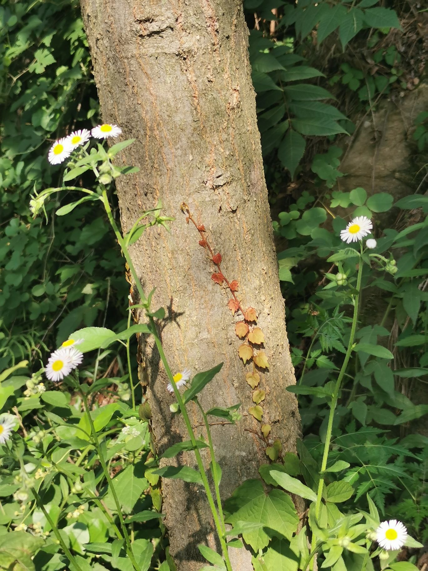 翠屏山旅行图片