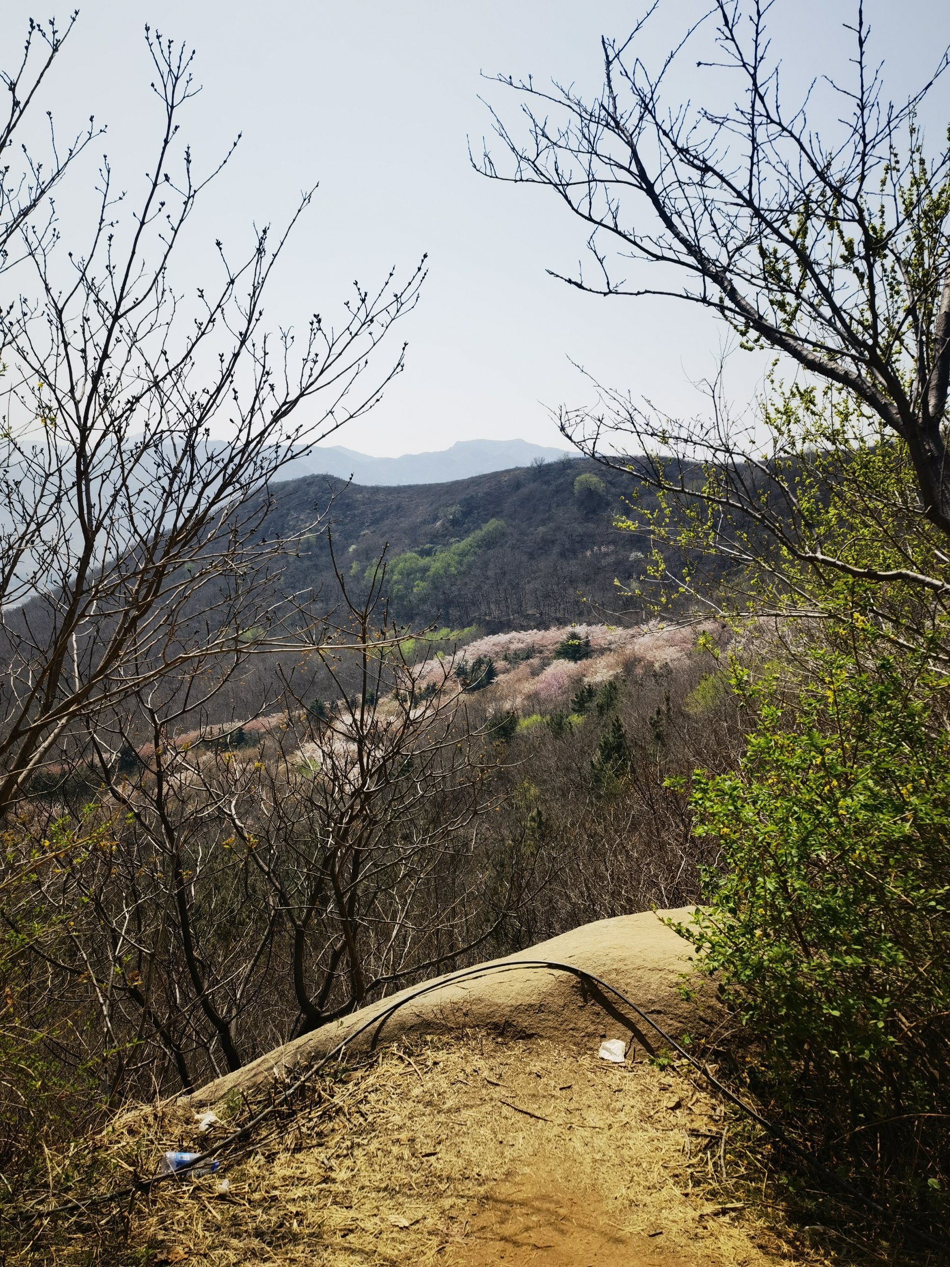 樱花山风景区