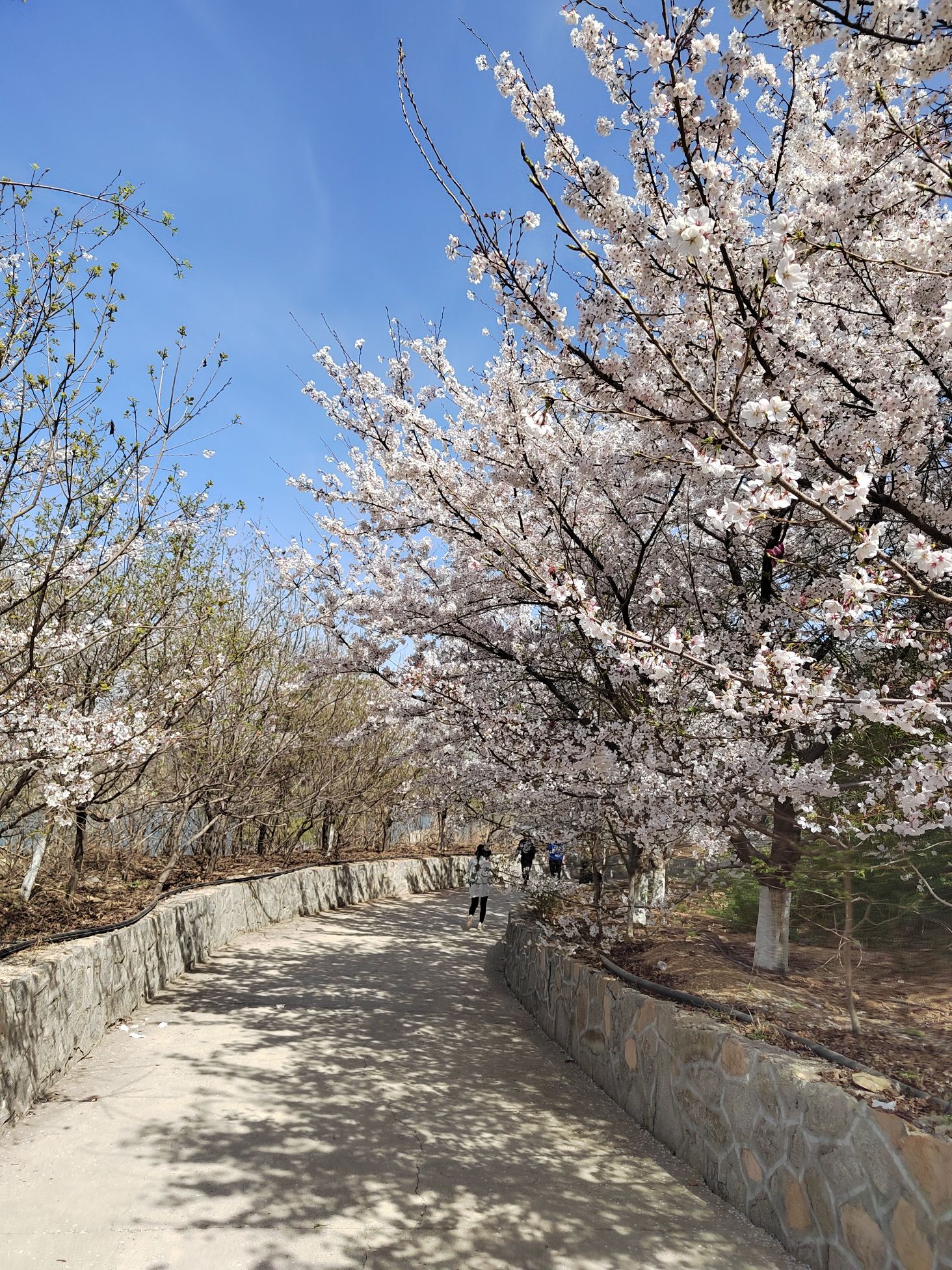 樱花山风景区旅行图片