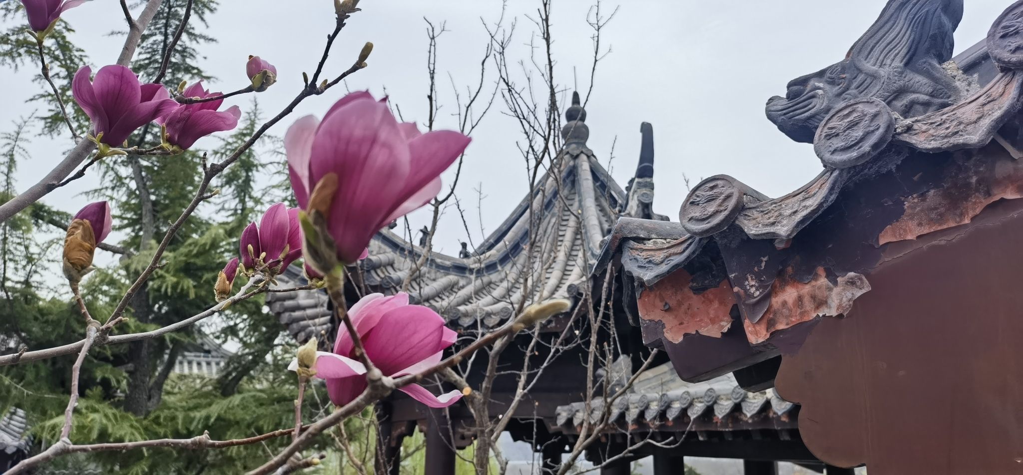 樱花山风景区旅行图片