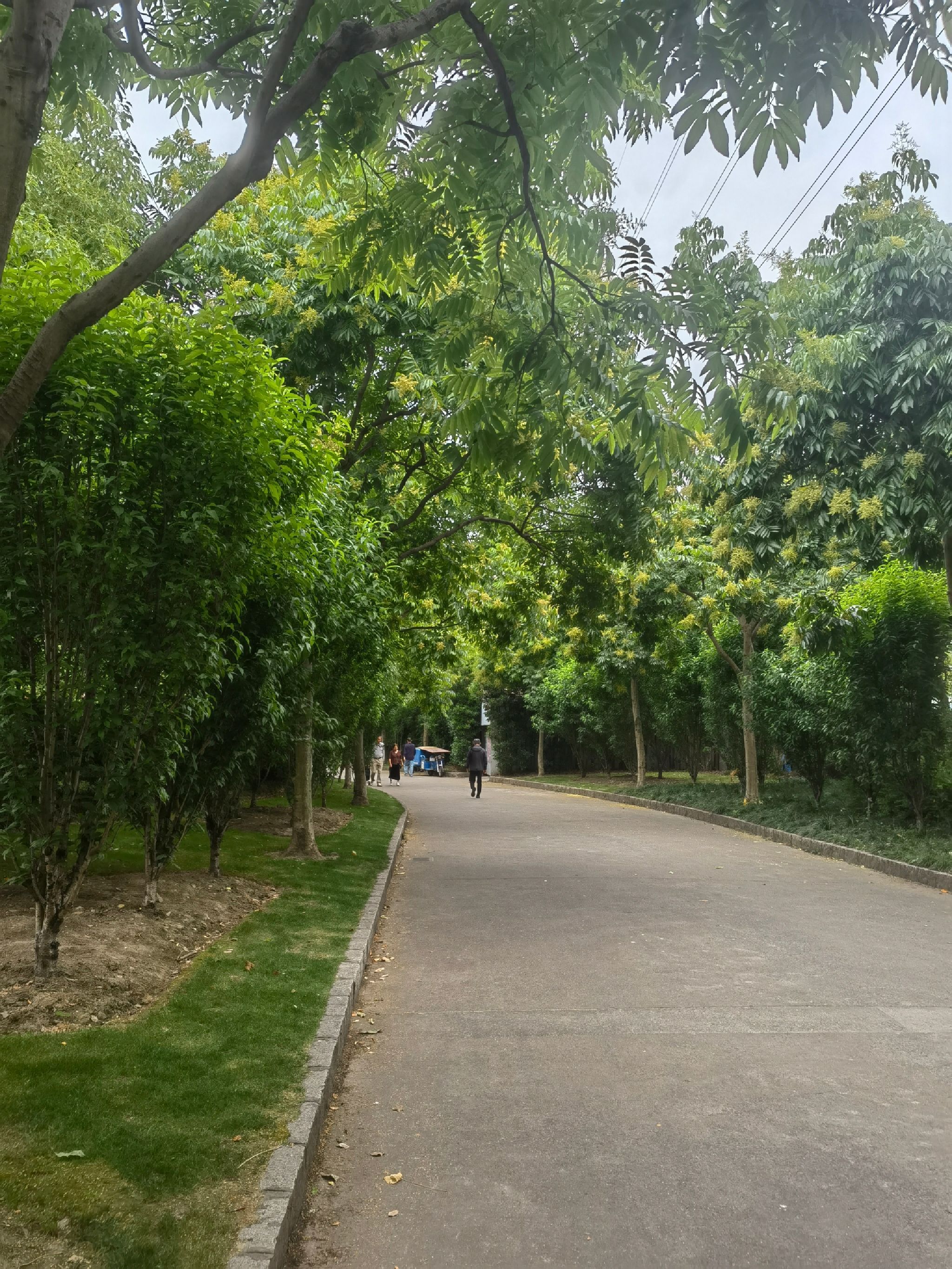 嘉美绿地旅行图片