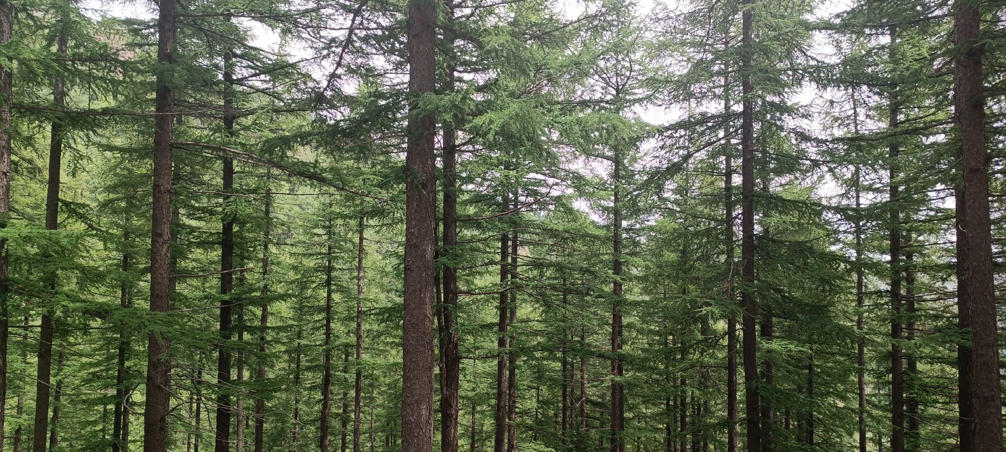 云顶草原旅行图片