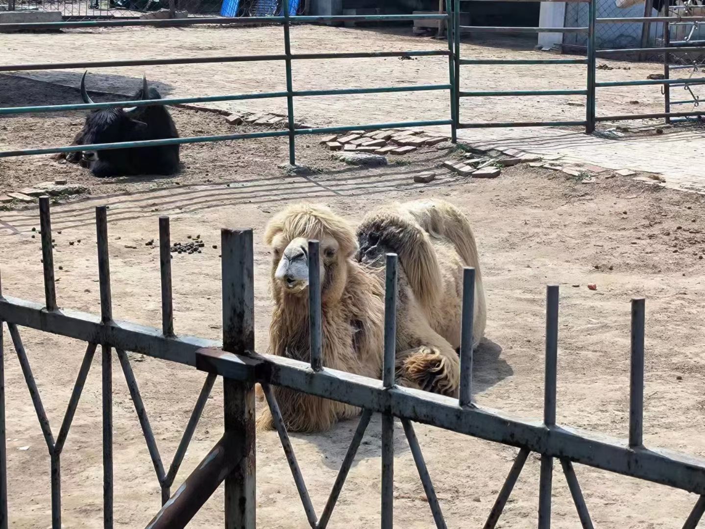 聊城南湖公园旅行图片