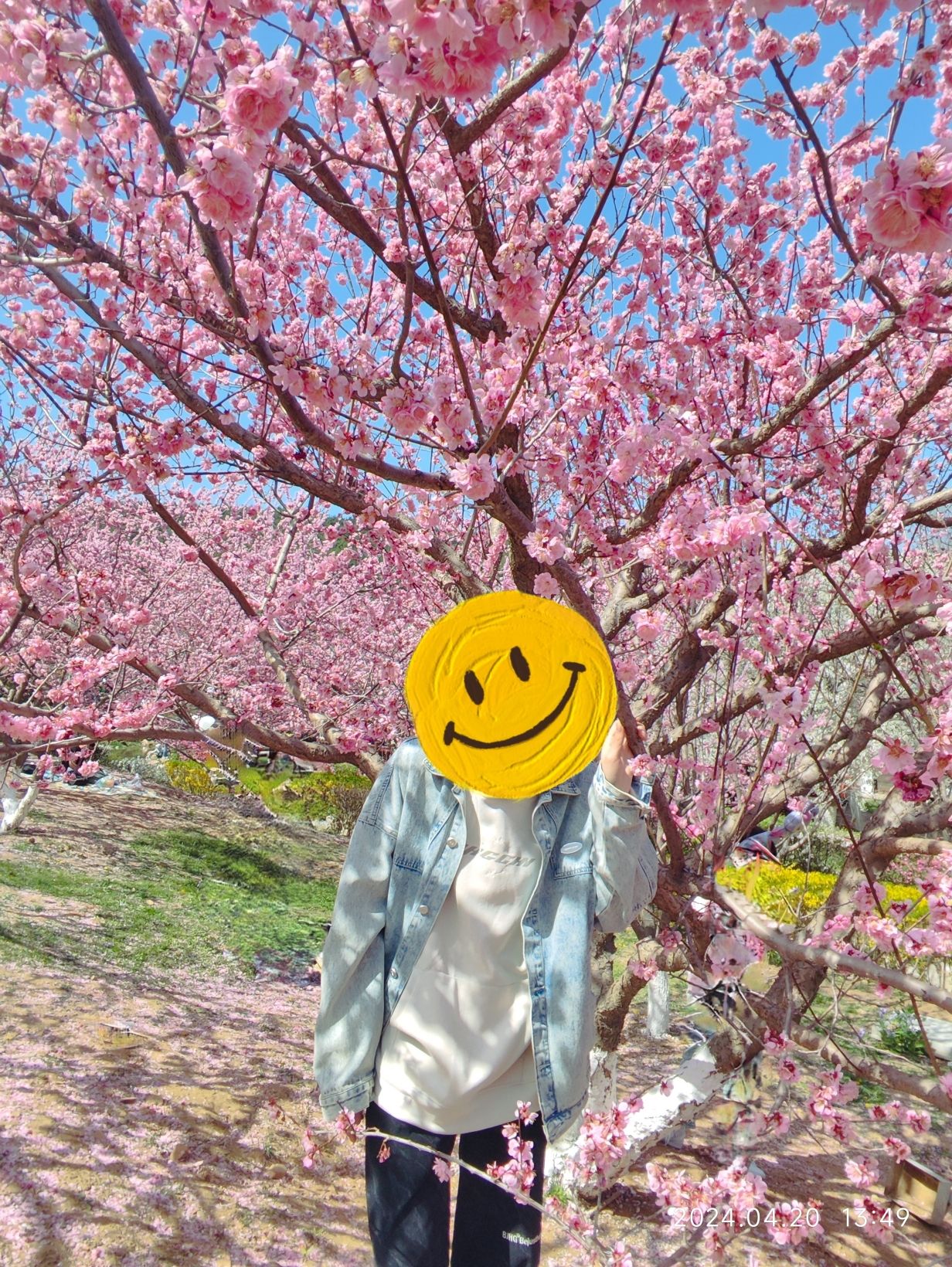 旅顺樱花园