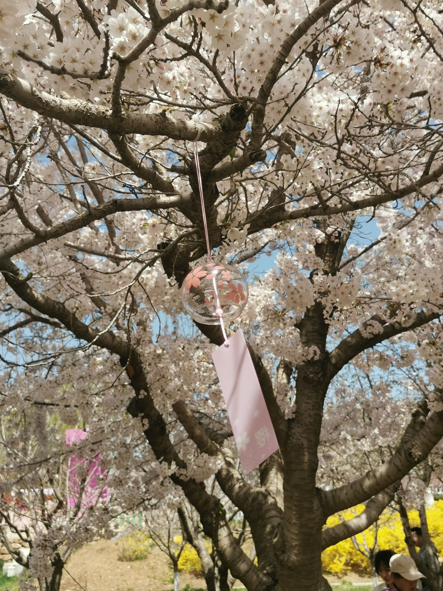 旅顺樱花园旅行图片