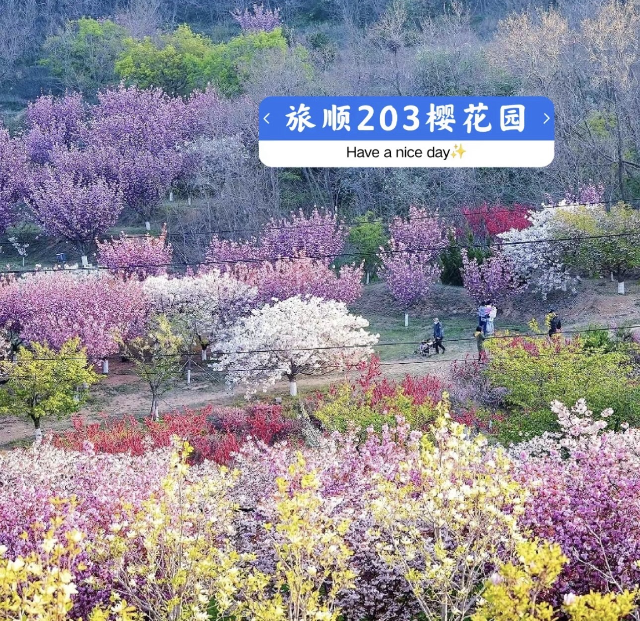 旅顺樱花园旅行图片