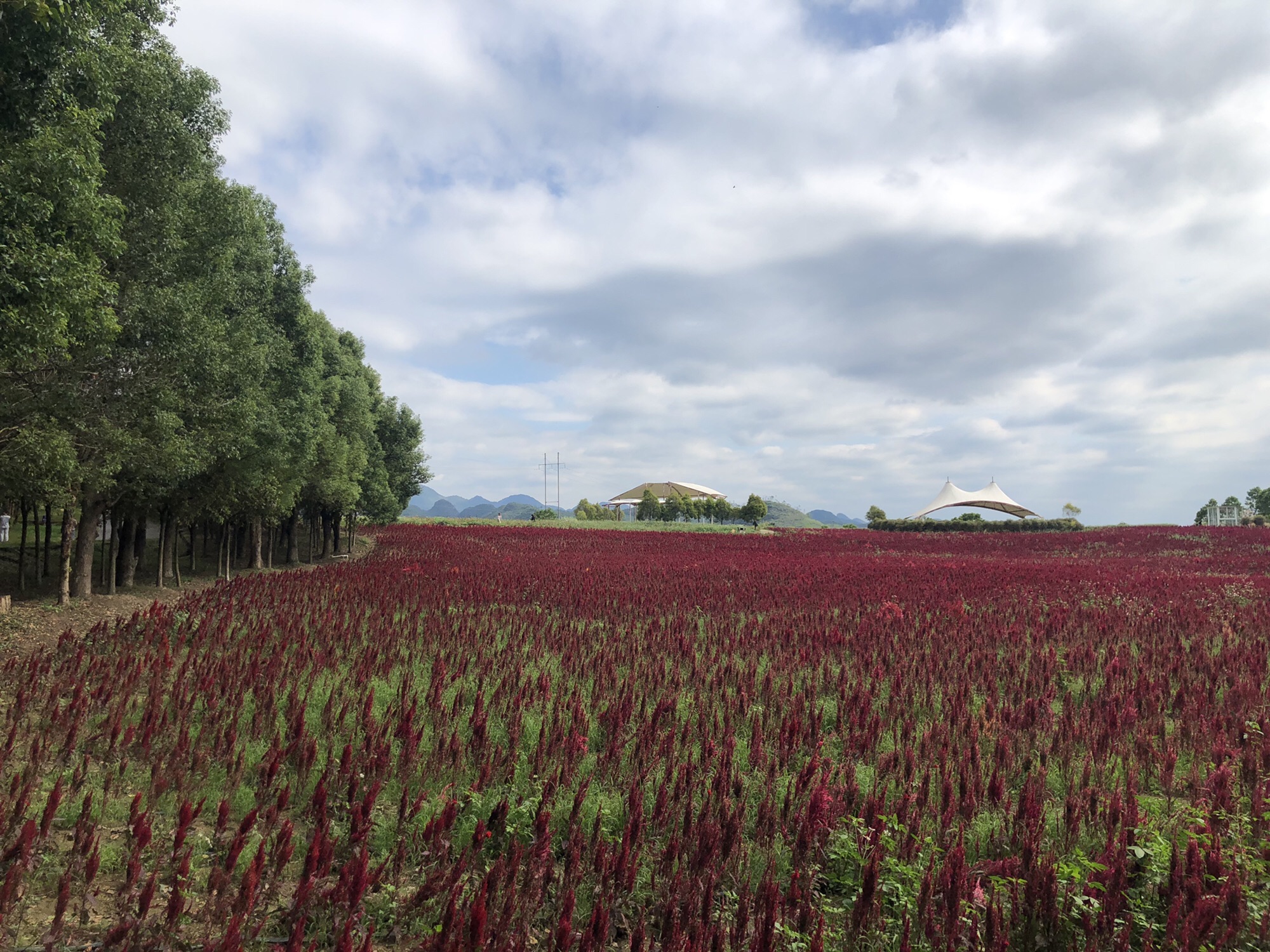忻城薰衣草庄园旅行图片