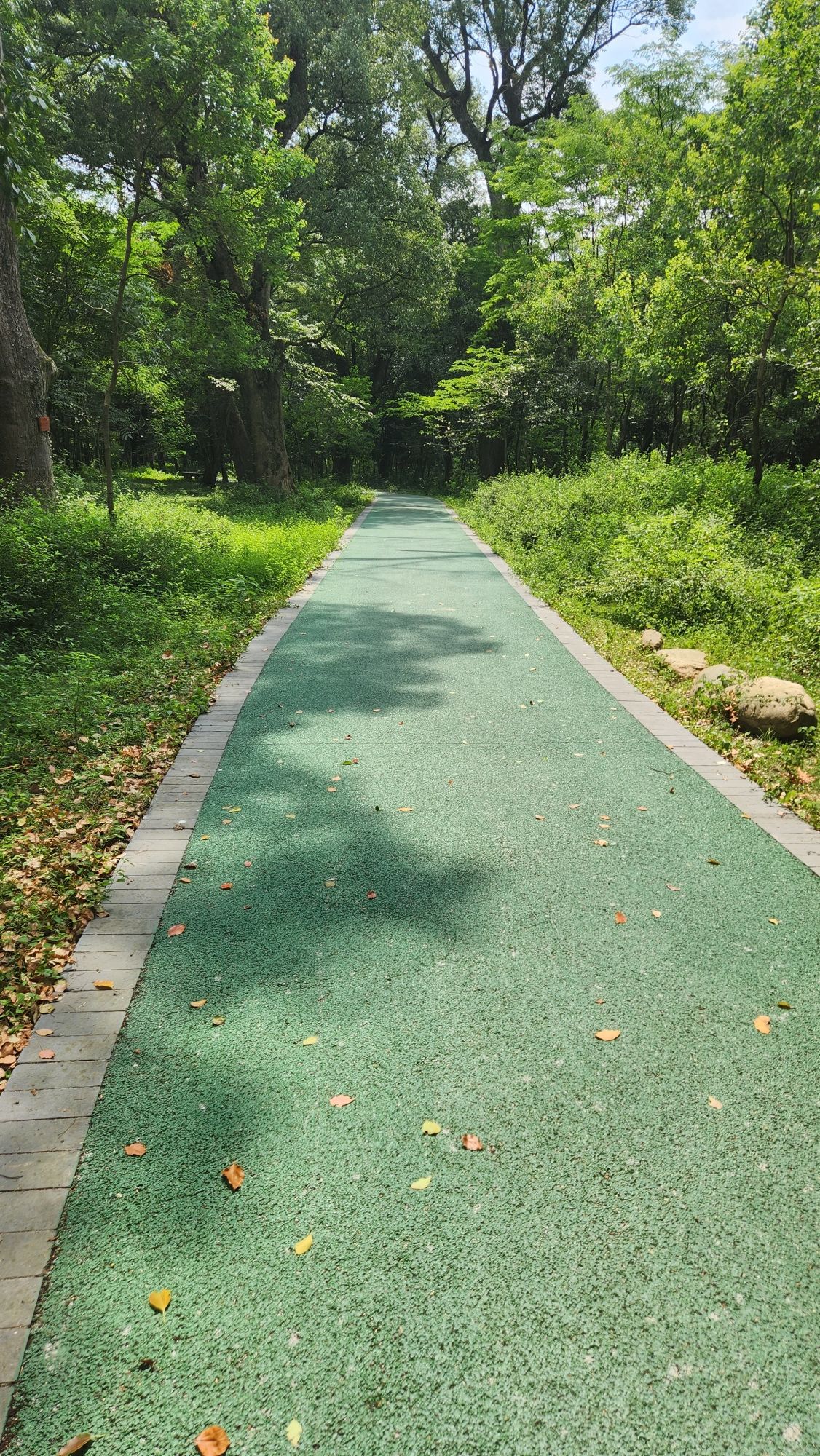 金滩古林旅行图片