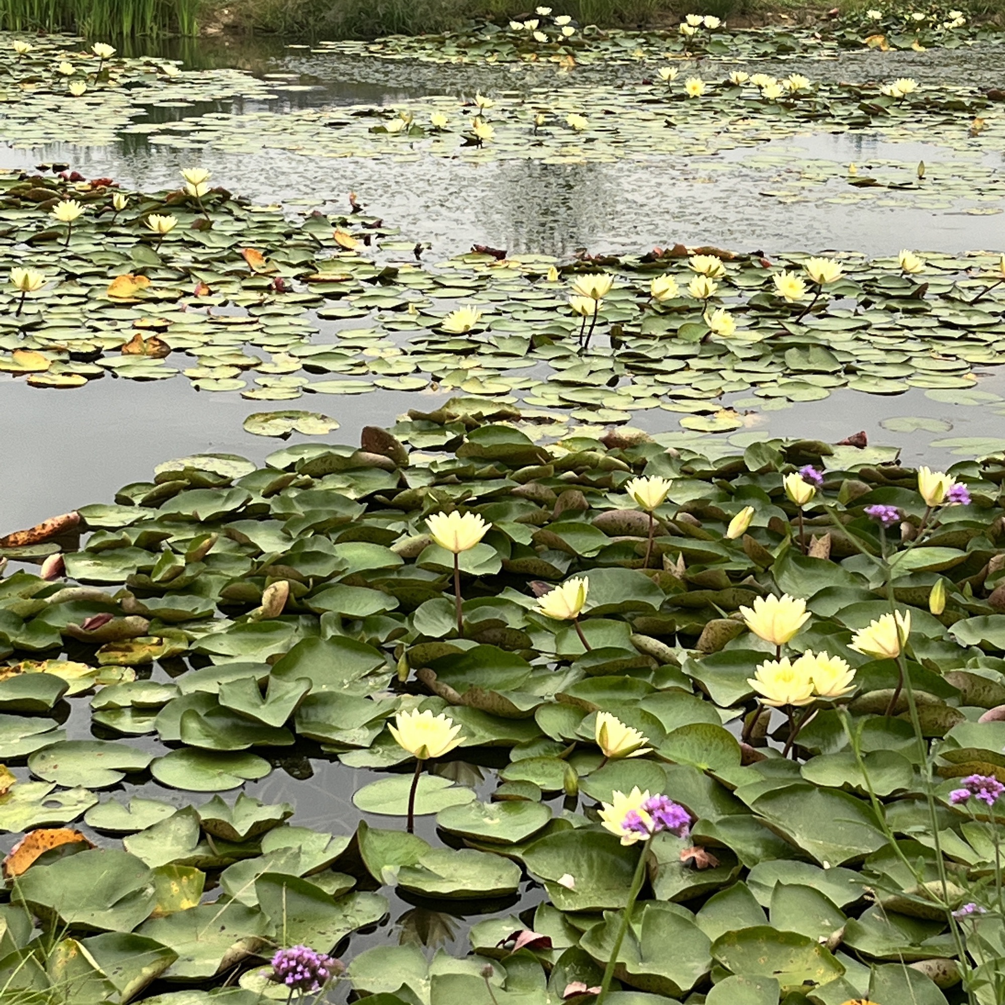 荻浦花海
