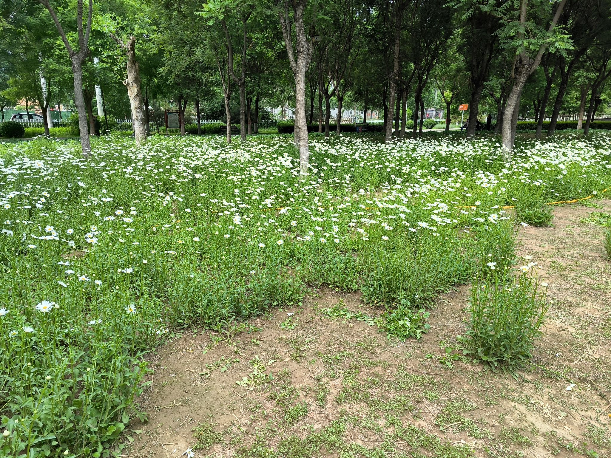 深州东山植物园