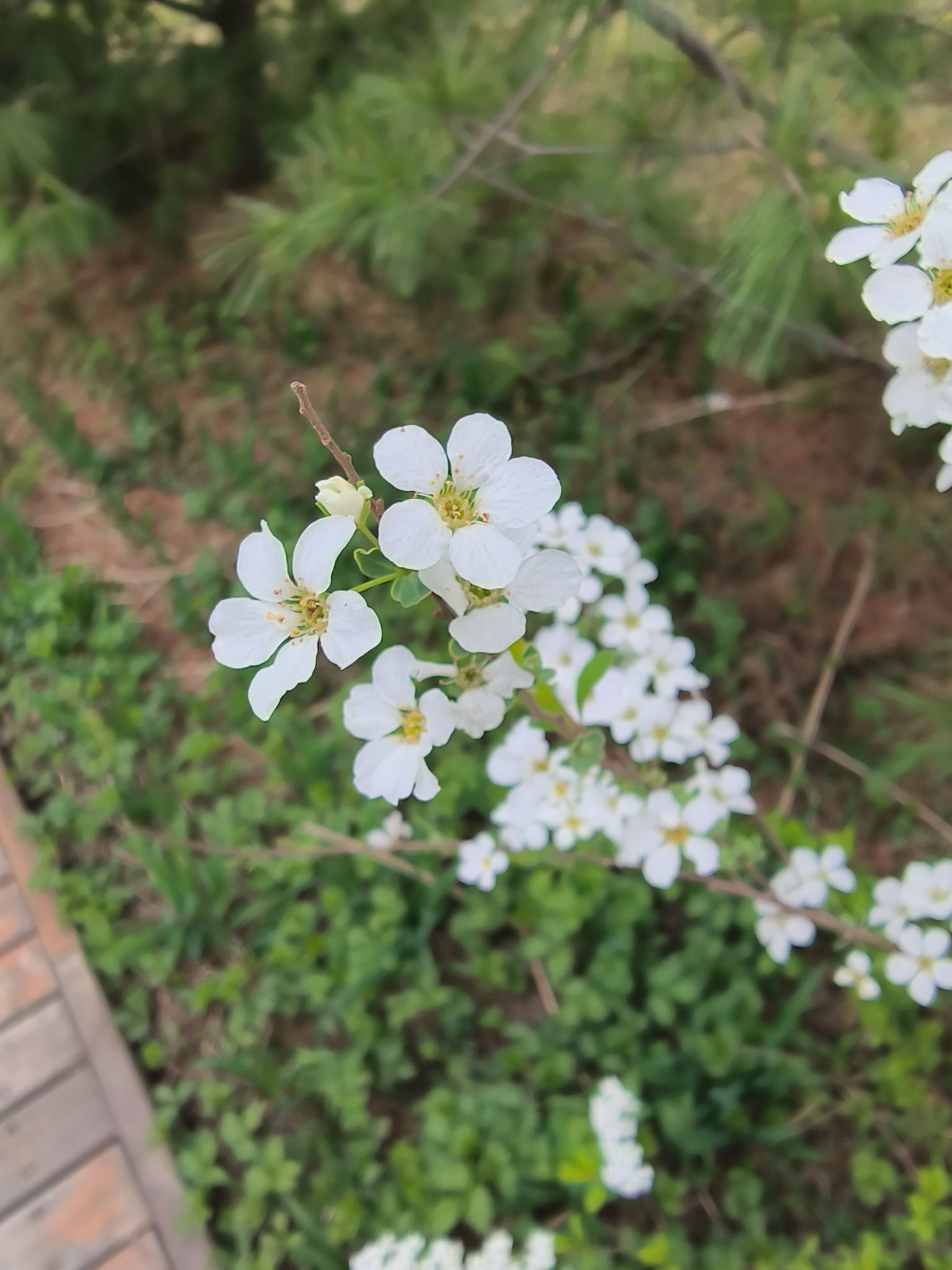 塔山公园旅行图片