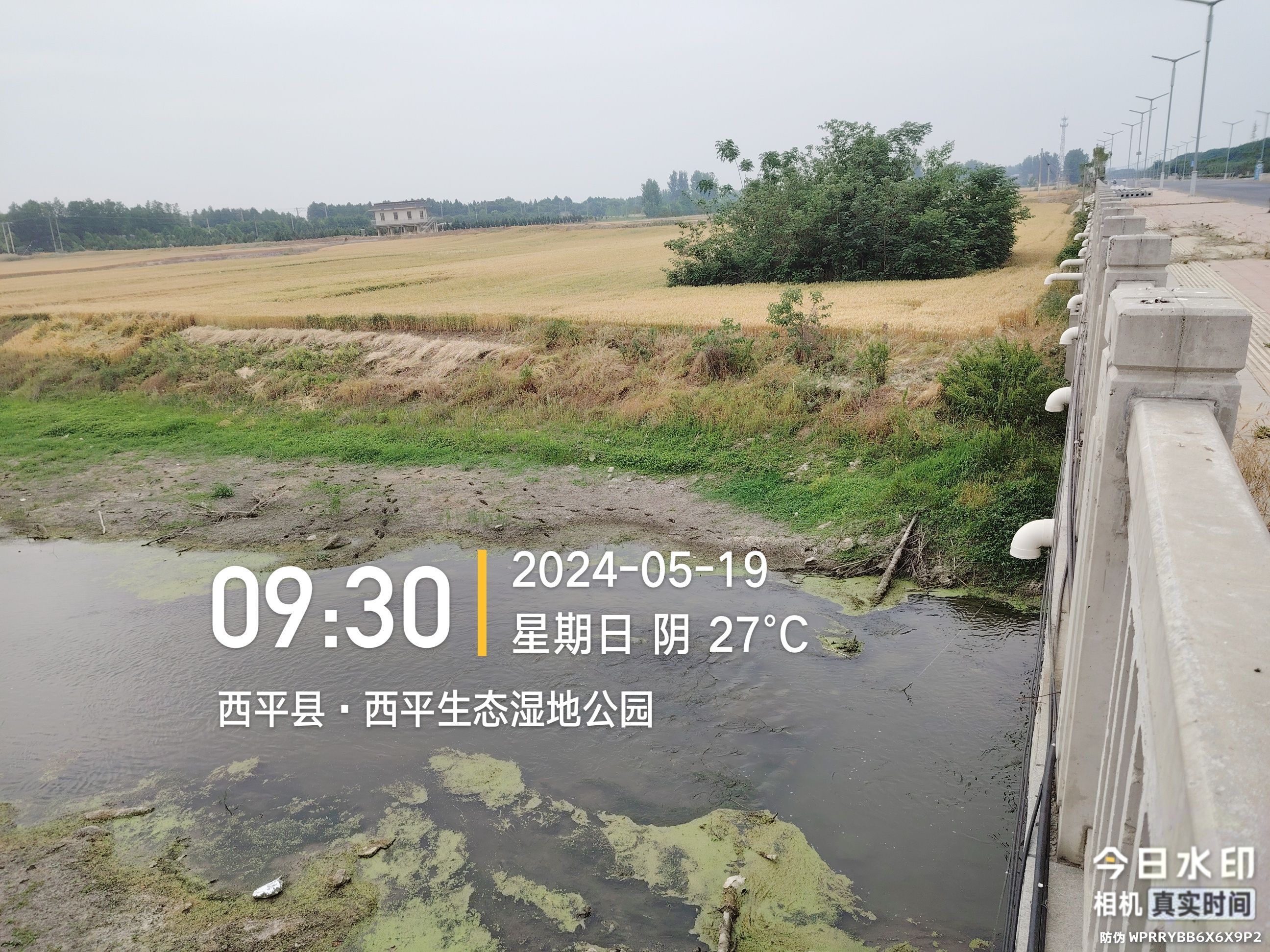罗成坟