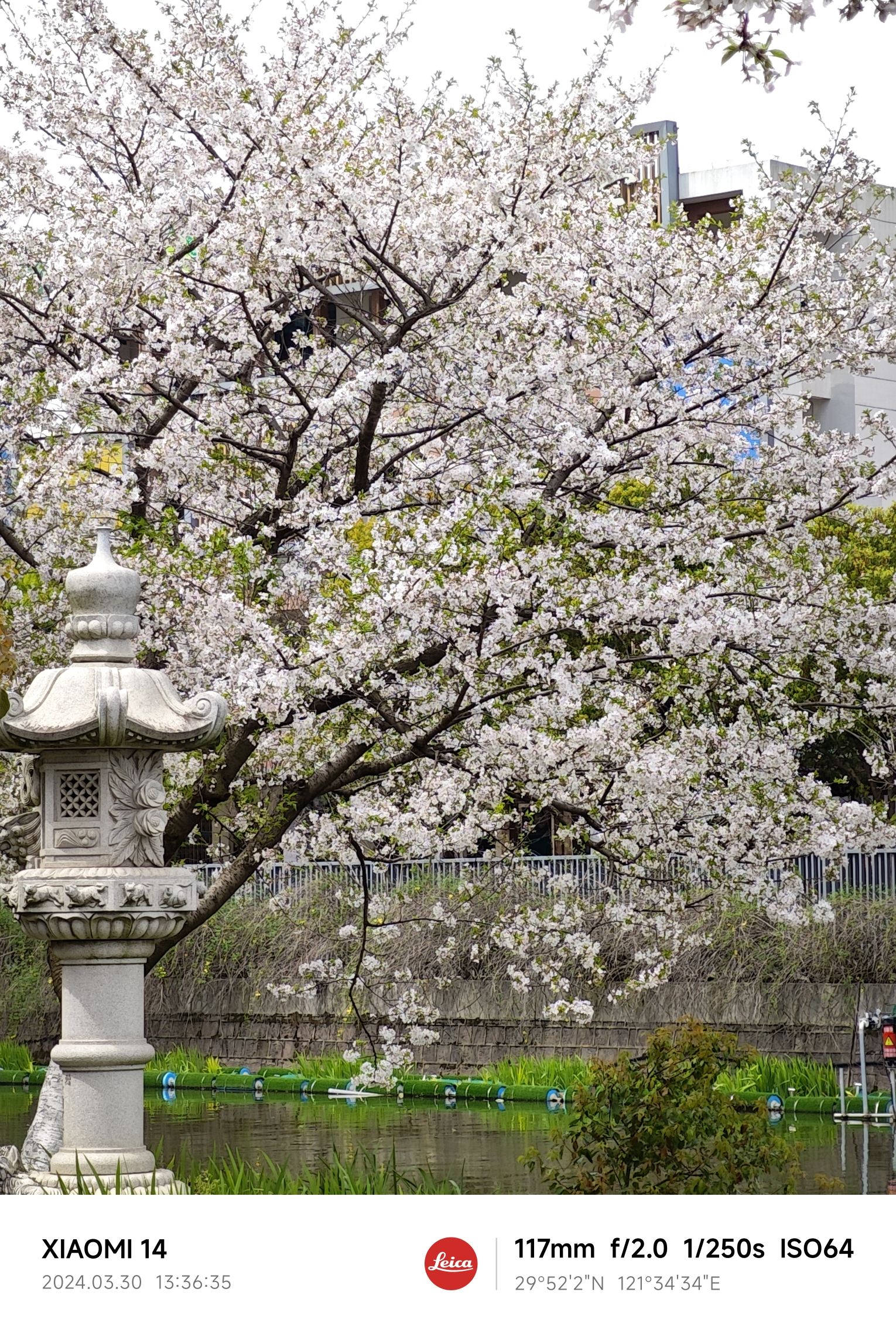 樱花公园旅行图片