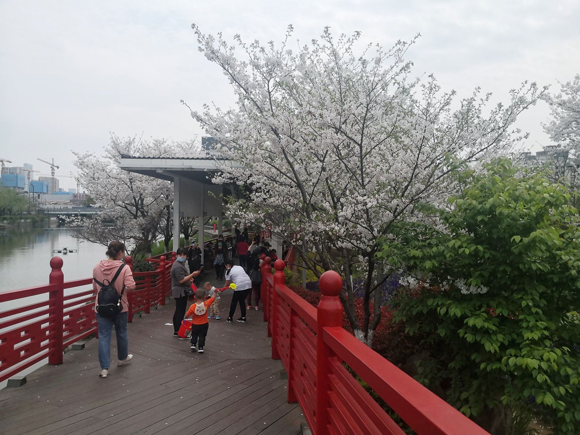 樱花公园旅行图片