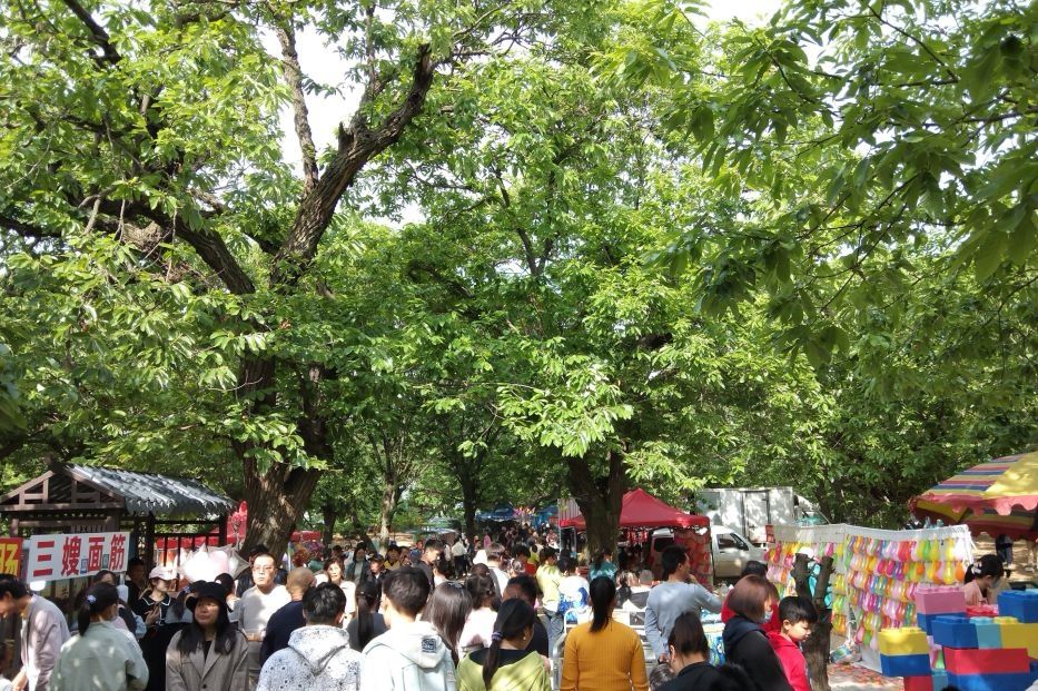 邳州古栗省级森林公园