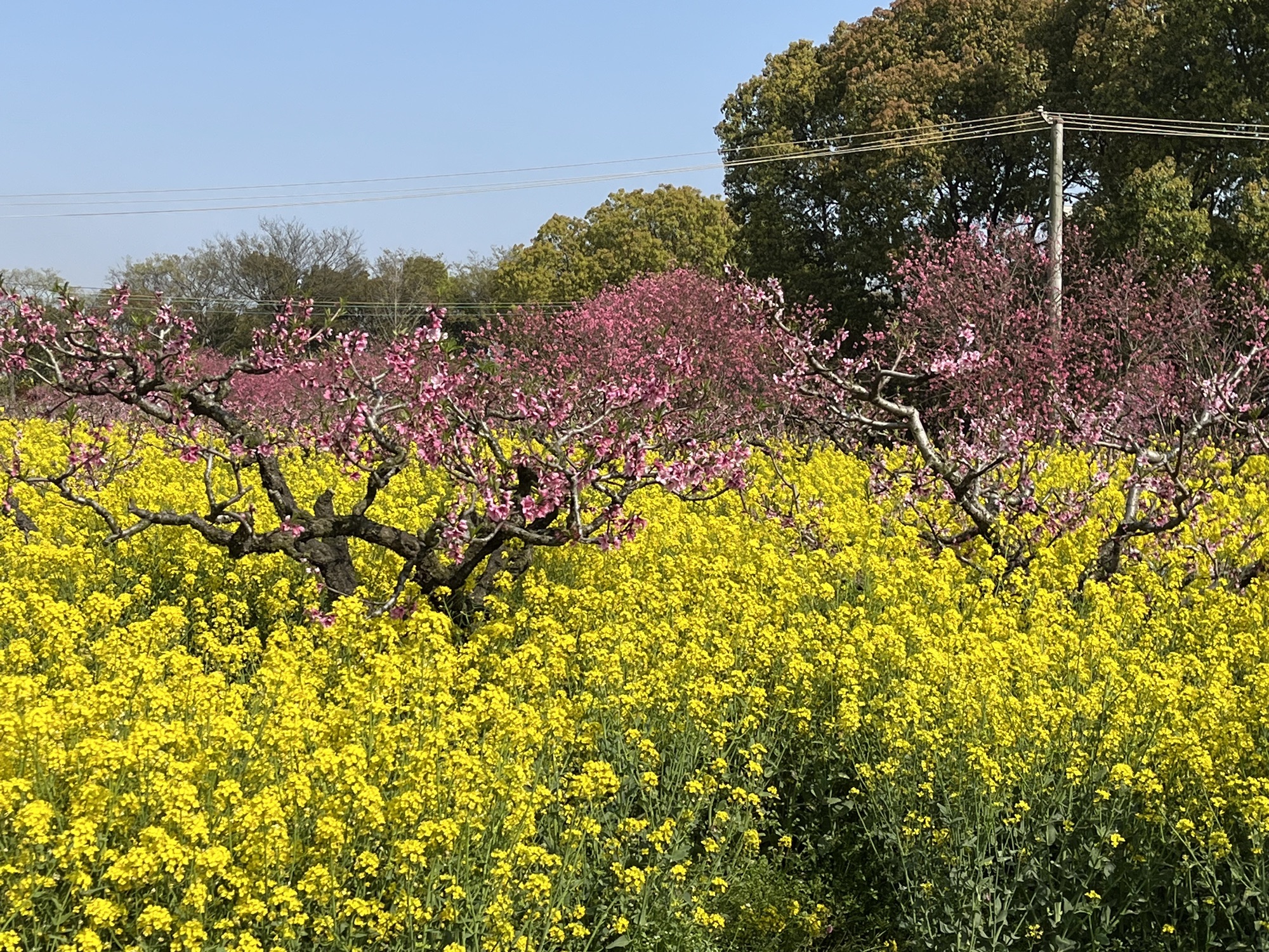 上海南汇桃花村
