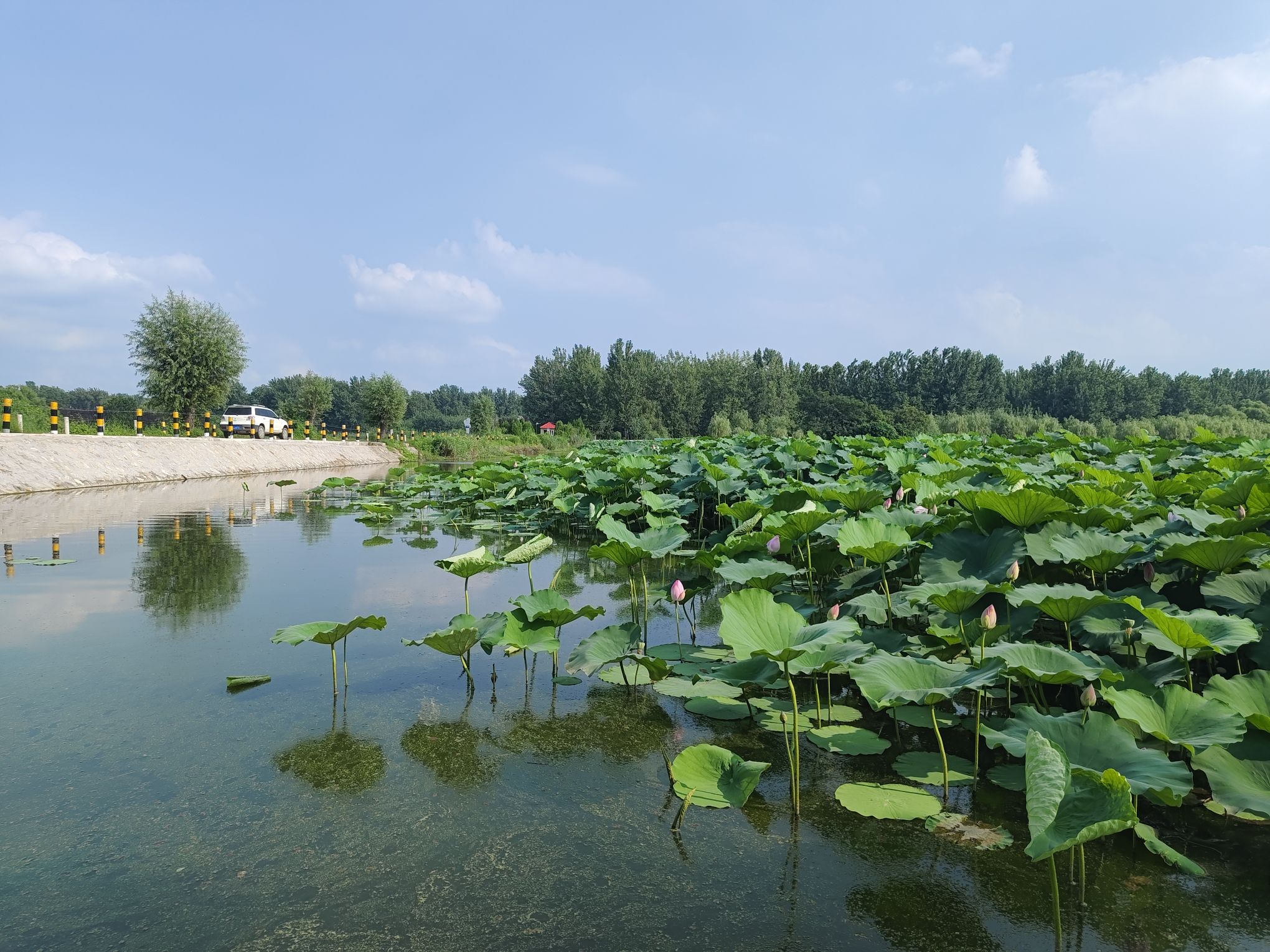 武河湿地公园旅行图片