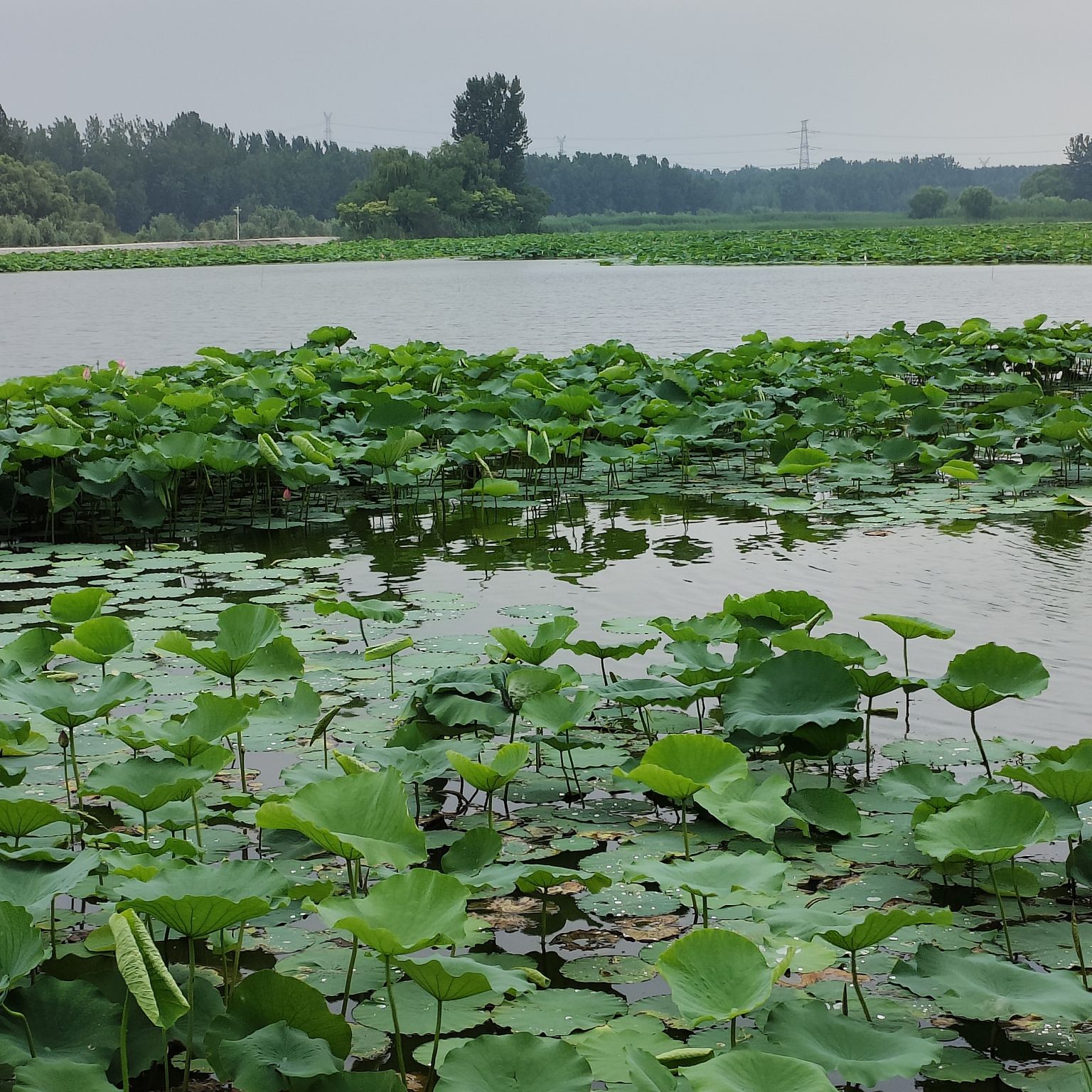 武河湿地公园旅行图片