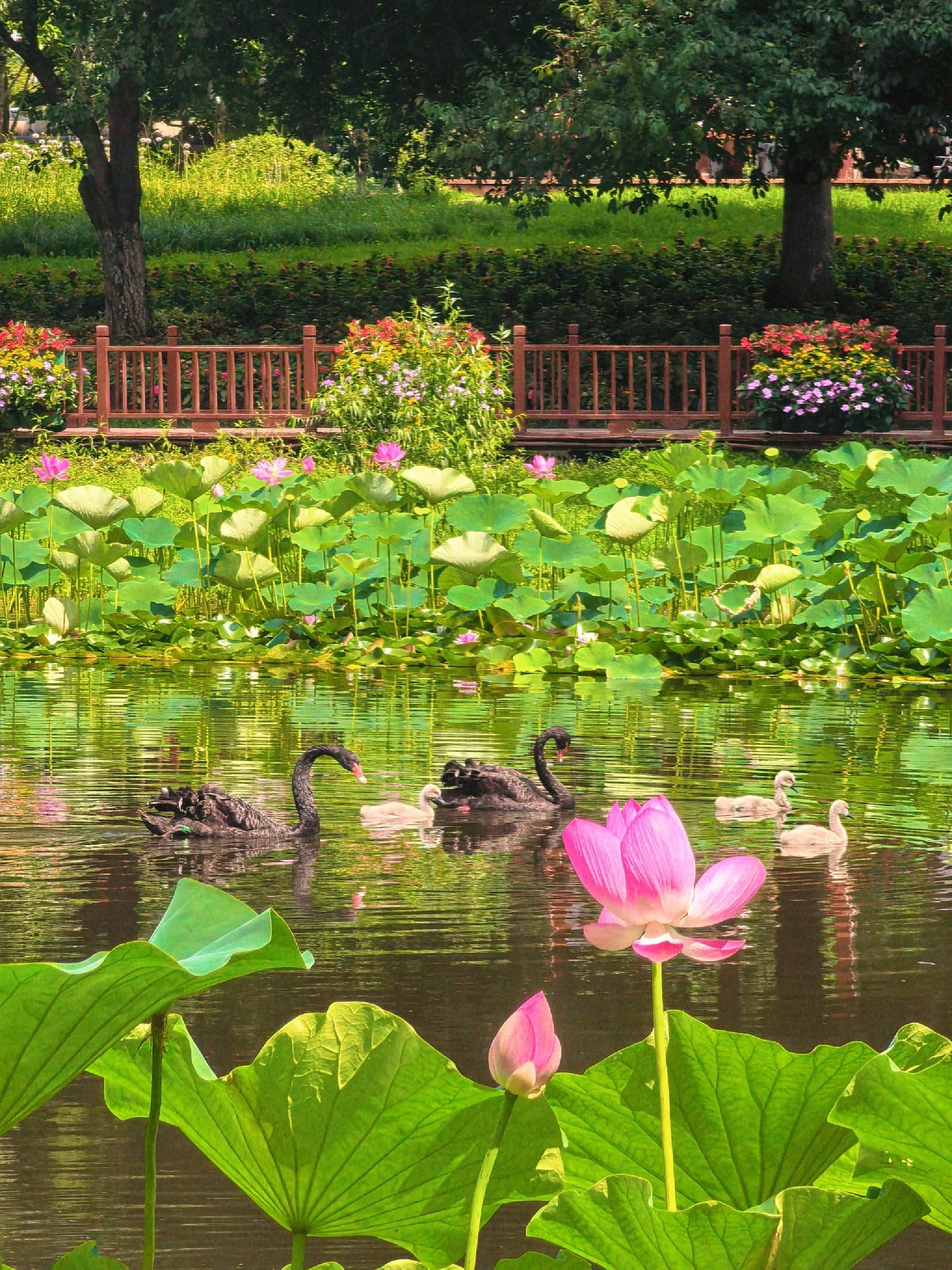 长春市百花园