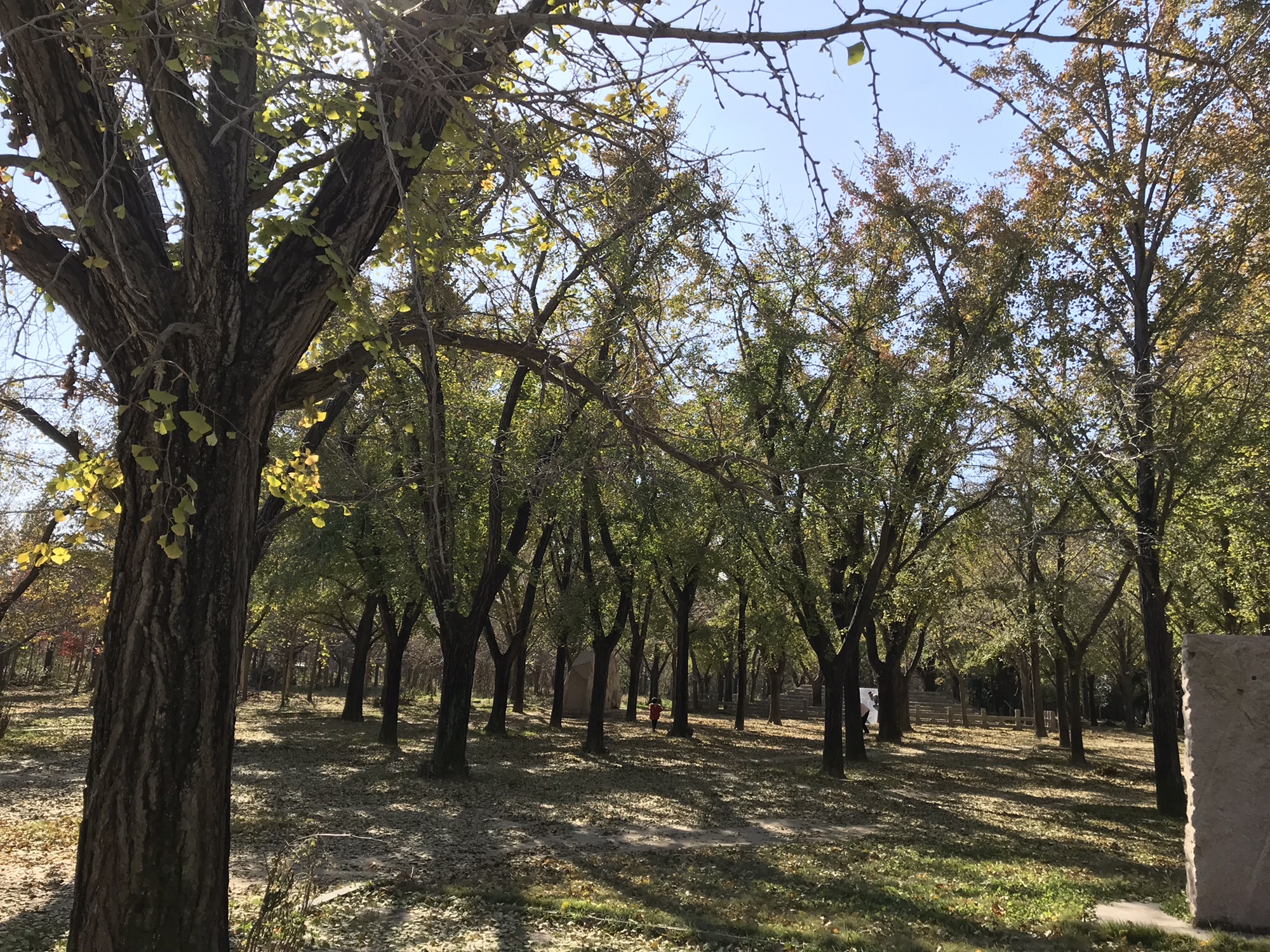 邳州国家级银杏博览园旅行图片