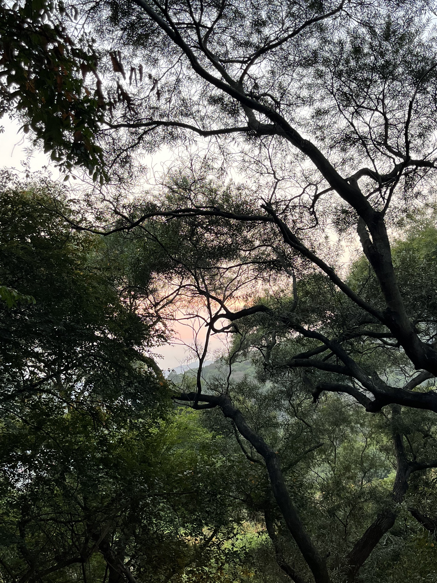 大屏山郊野公园