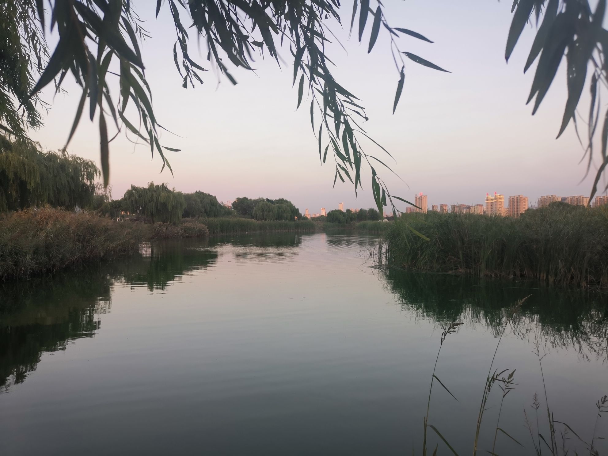 莱州市河套湿地公园旅行图片