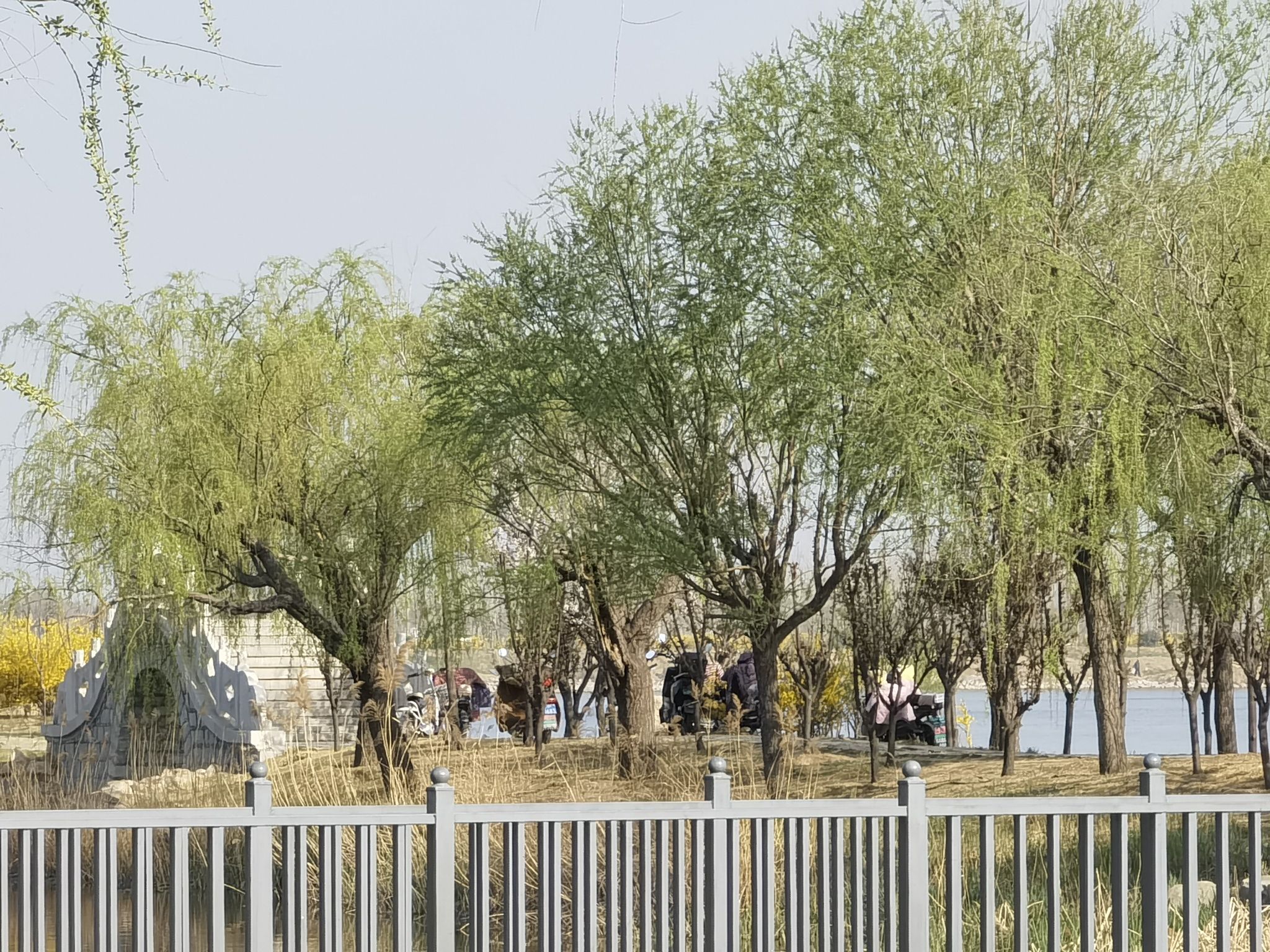 莱州市河套湿地公园旅行图片