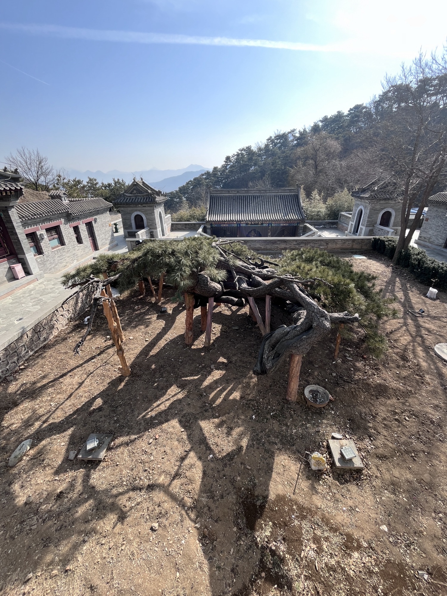 延寿寺盘龙松风景区旅行图片