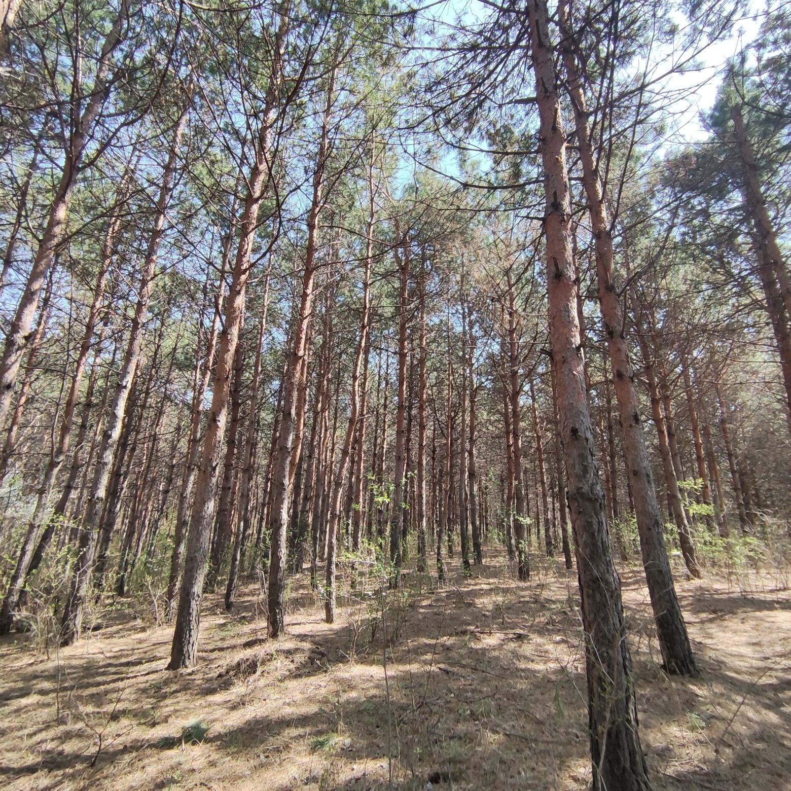 惠斯勒山旅行图片