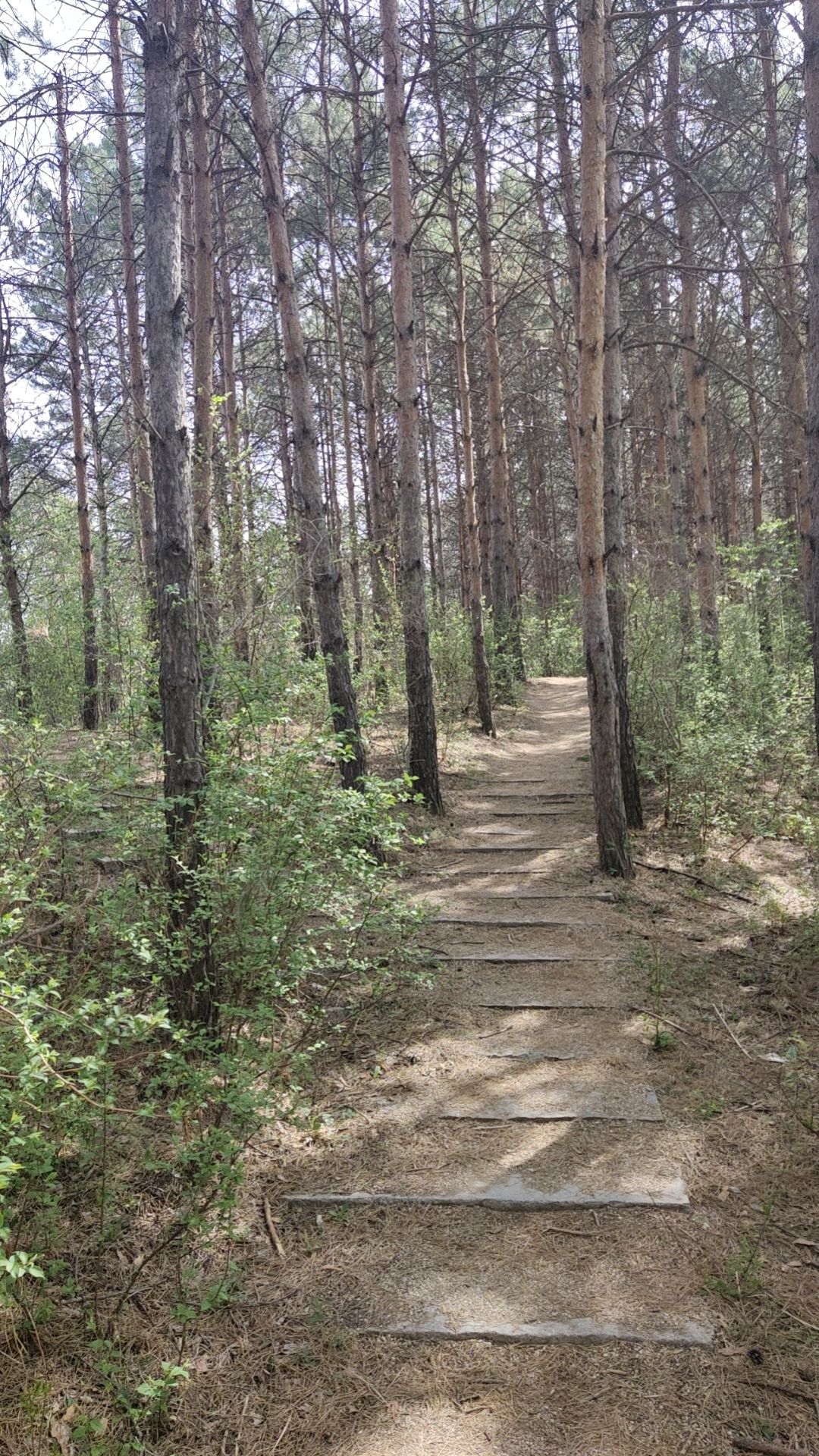 惠斯勒山旅行图片