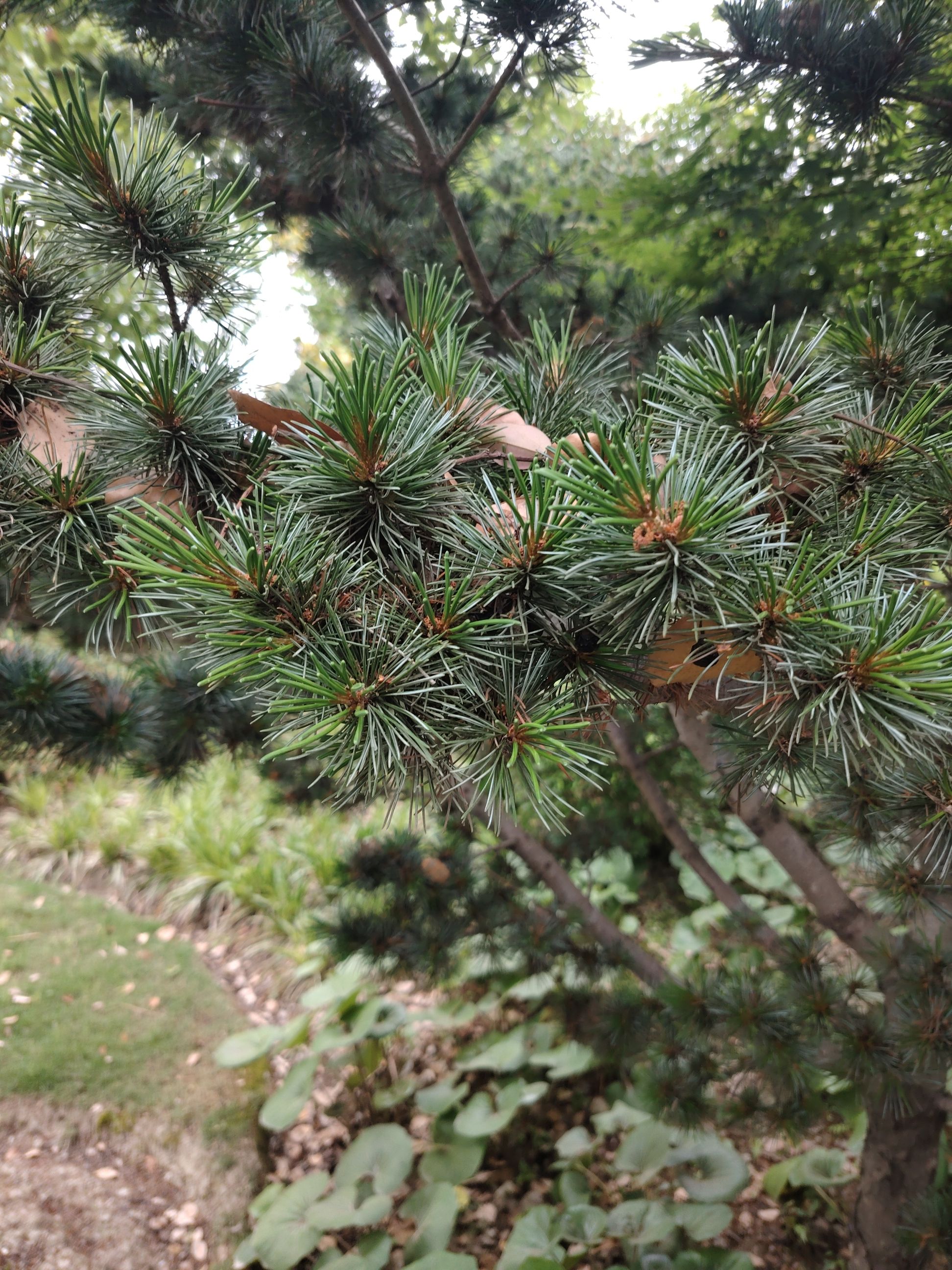 世博绿色出行林