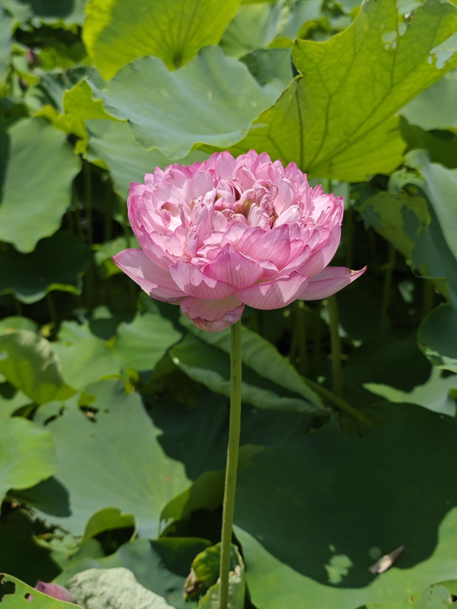 西埂莲乡