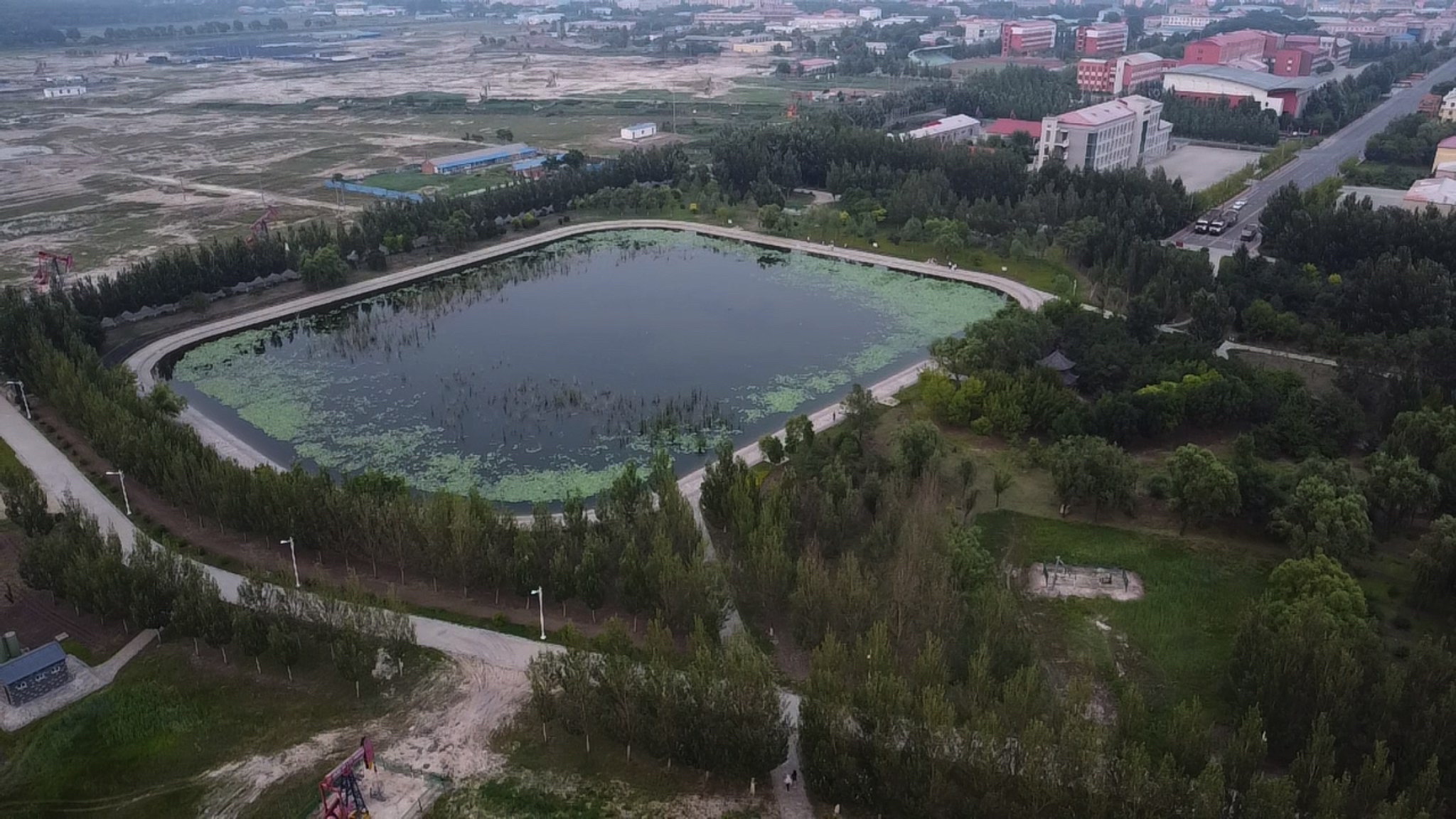 晨曦林地