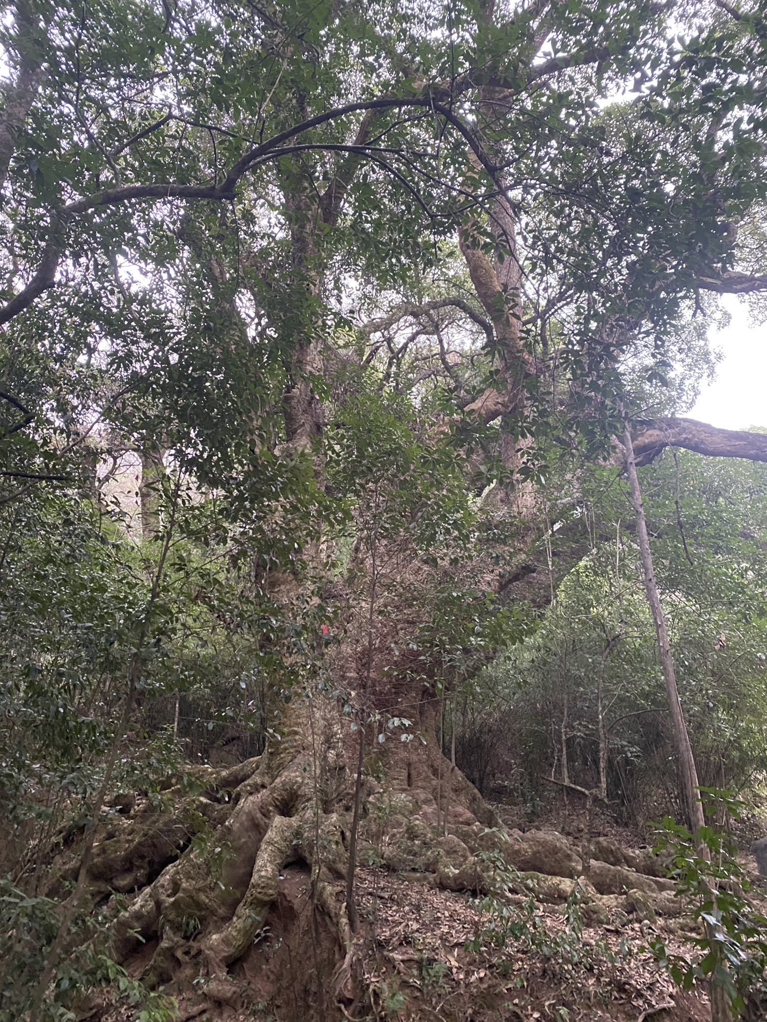 千年古树群风景区旅行图片