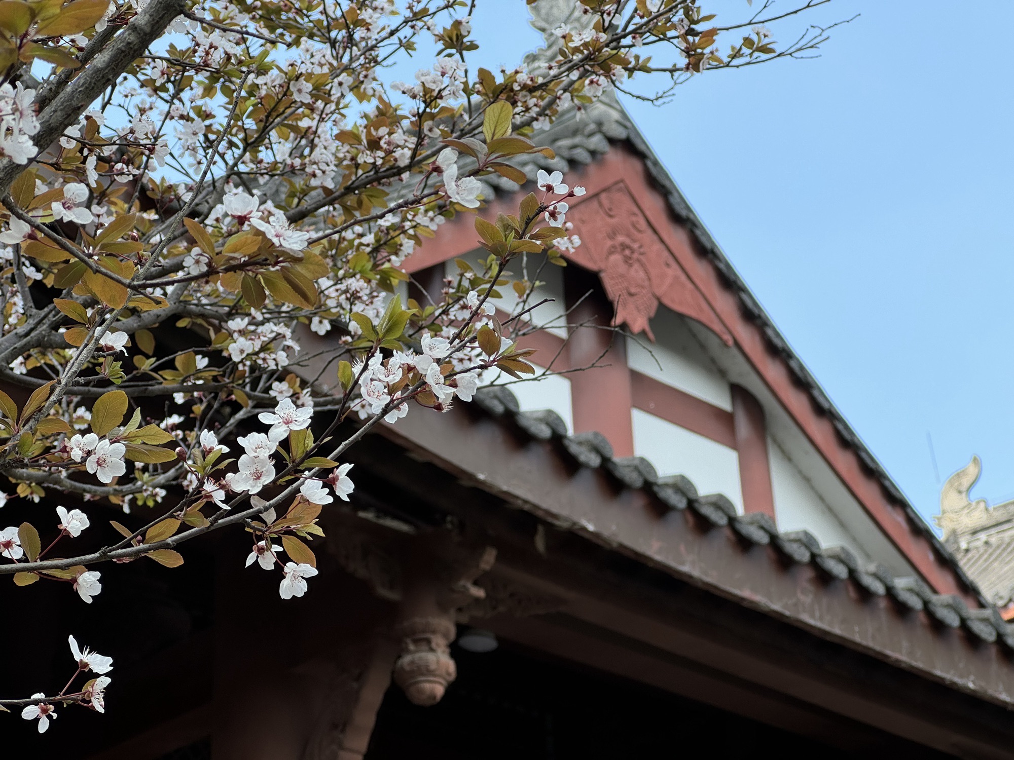 大雅堂公园旅行图片