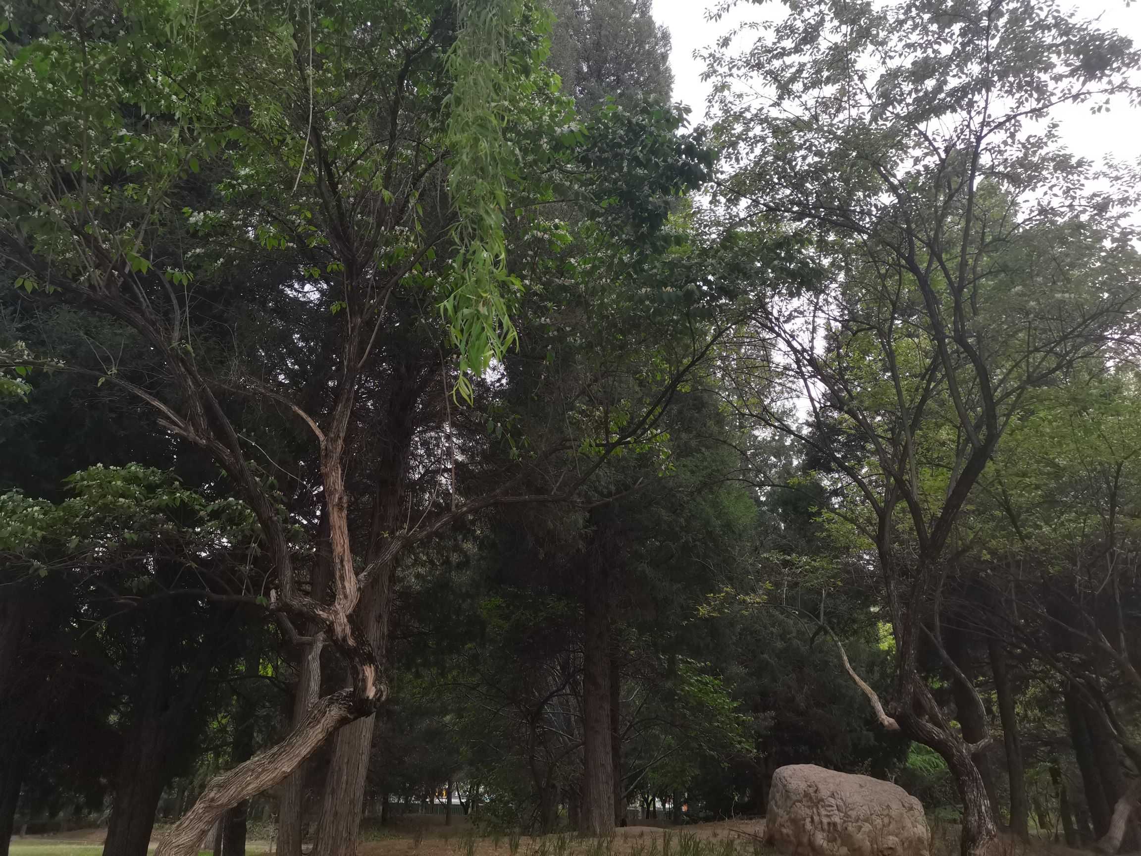 清风园