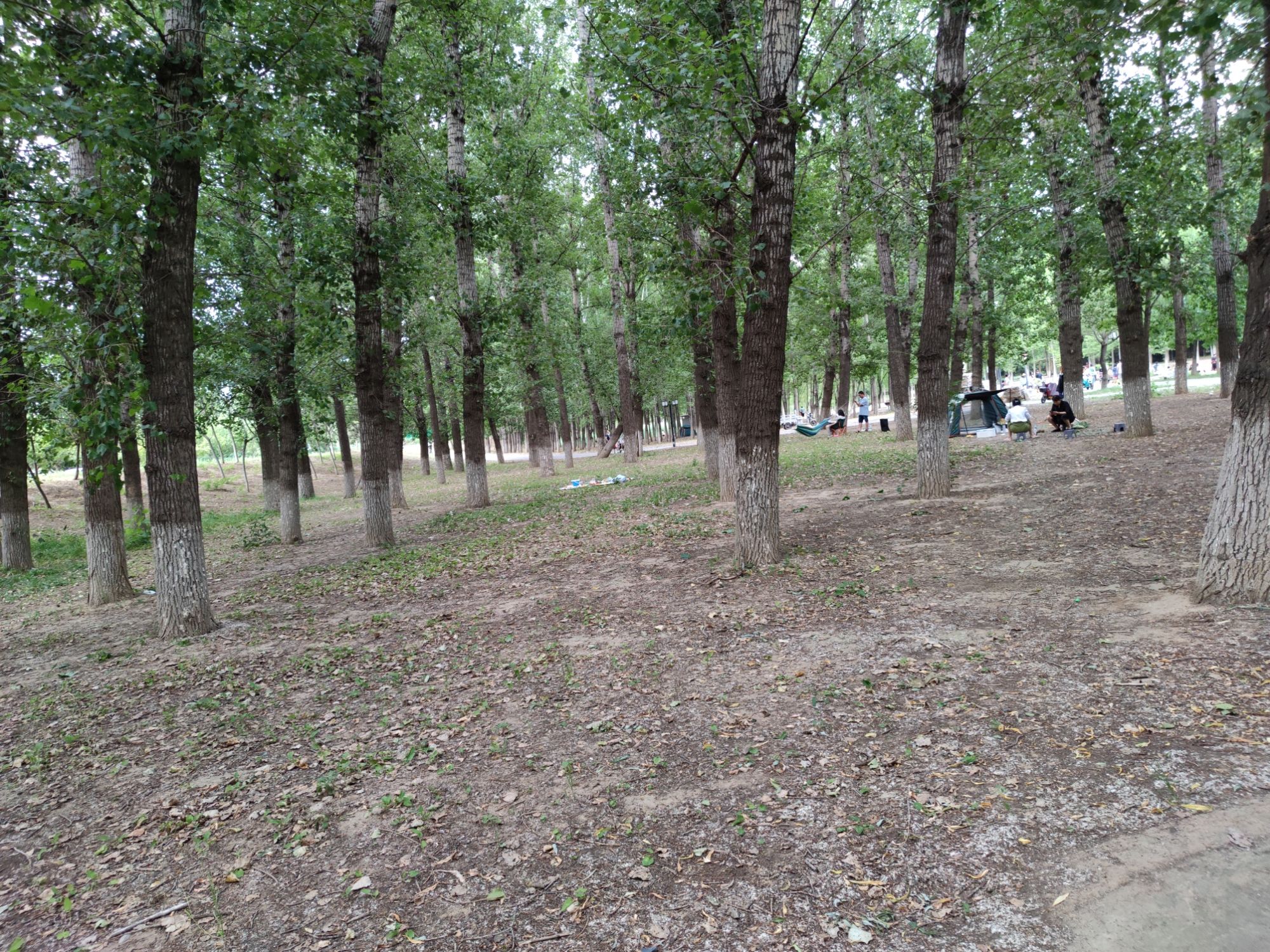 小龙河公园