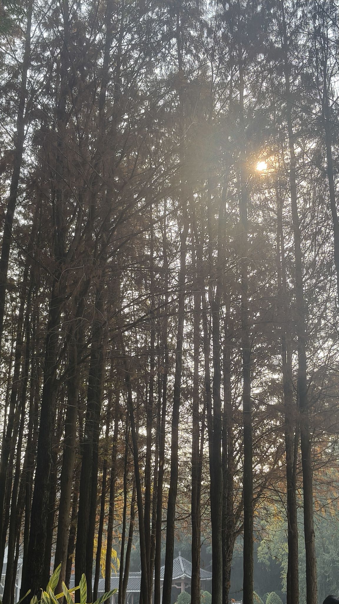 狮山公园旅行图片