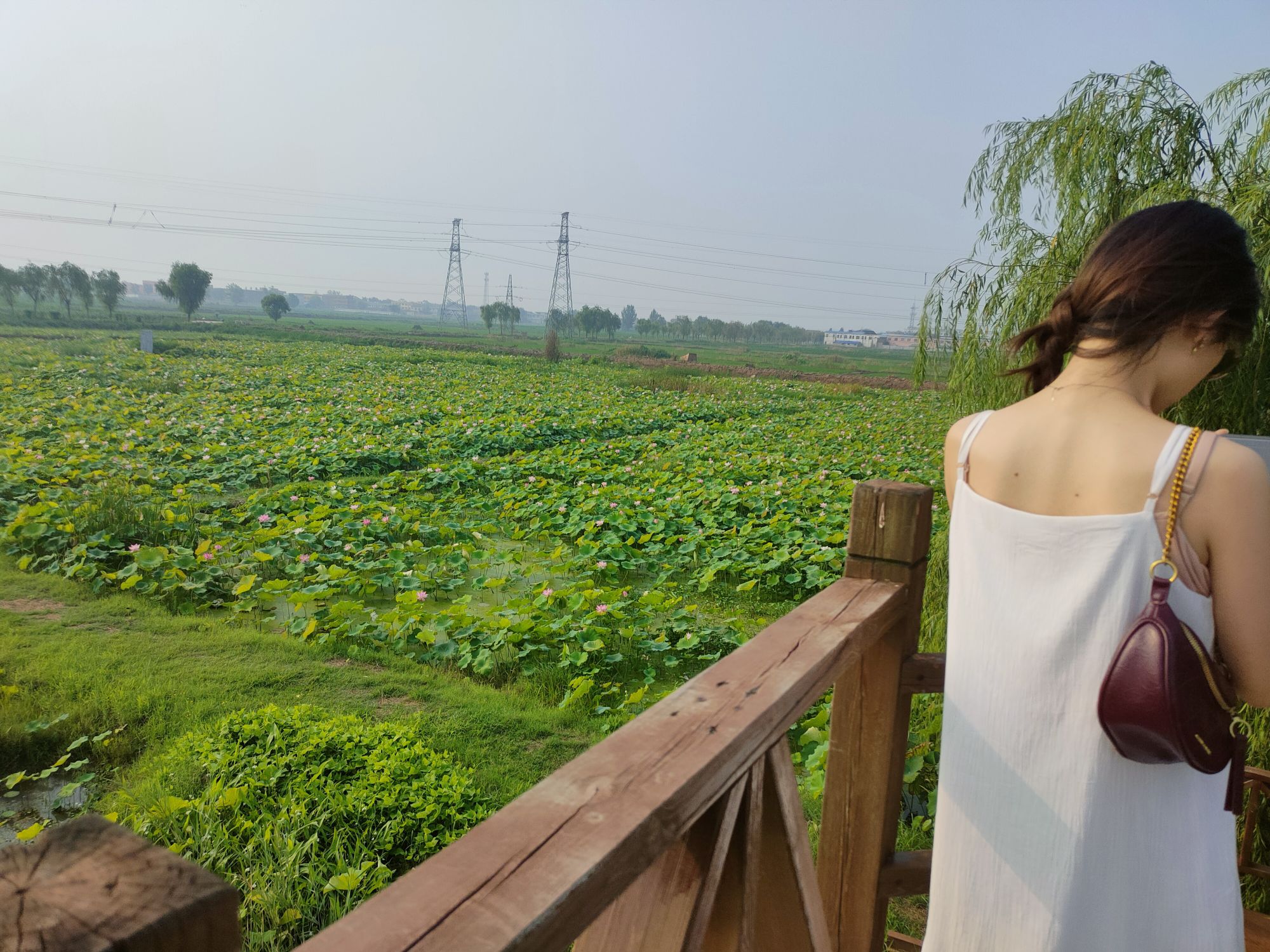 万亩荷花生态园旅行图片