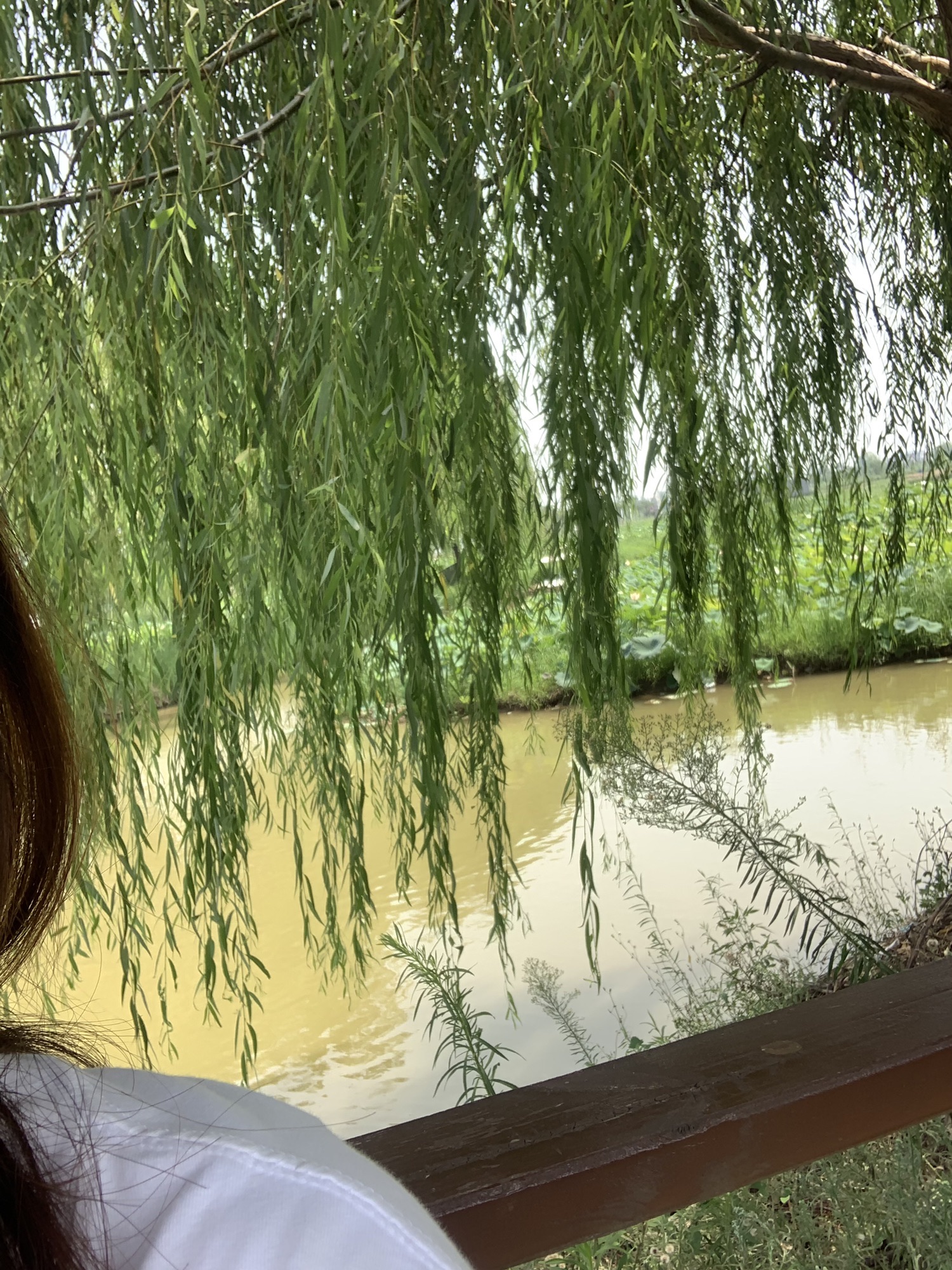 万亩荷花生态园旅行图片