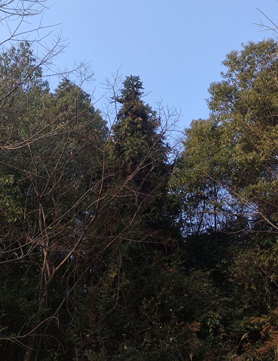 古城山公园