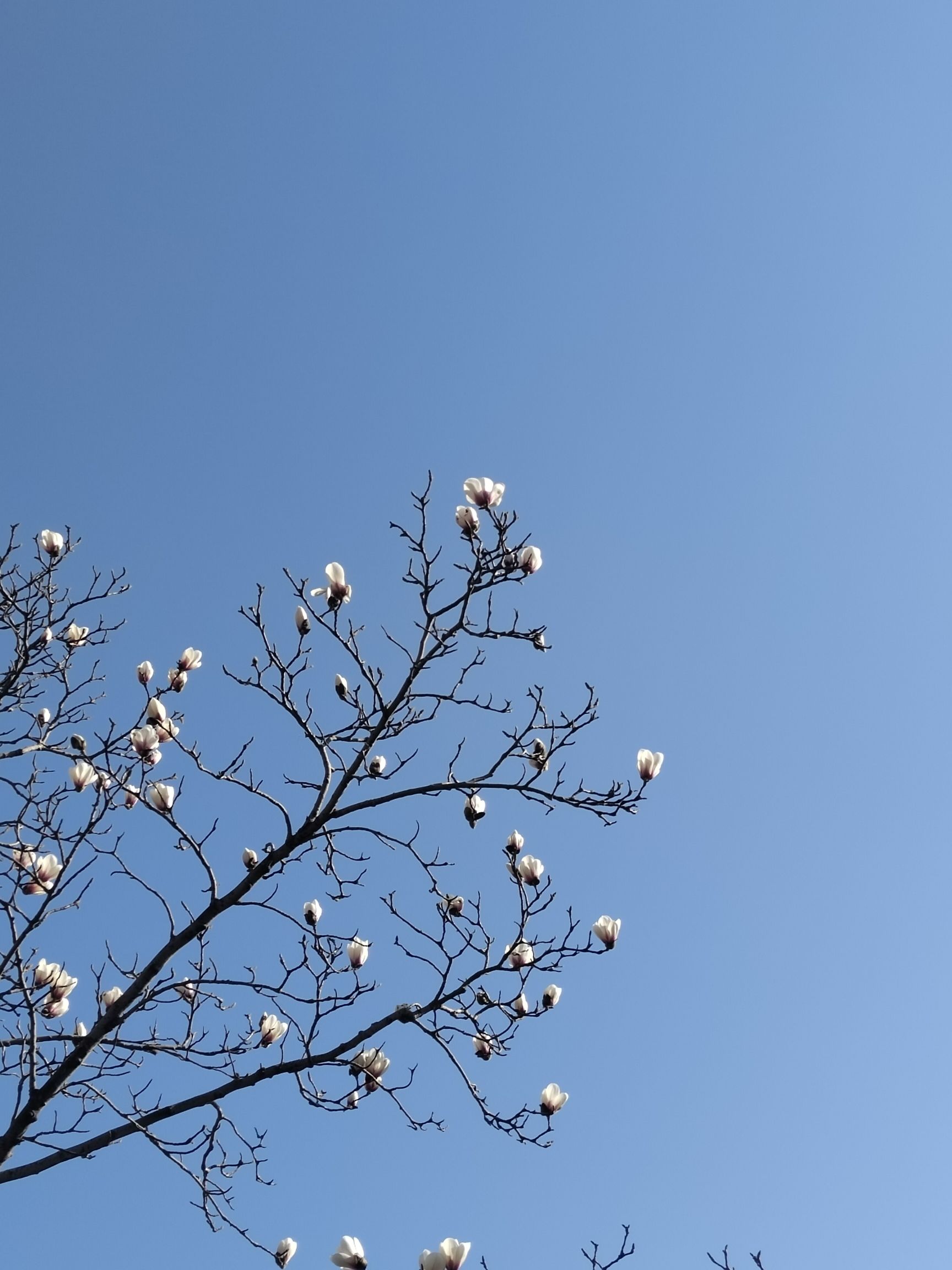 清音公园旅行图片