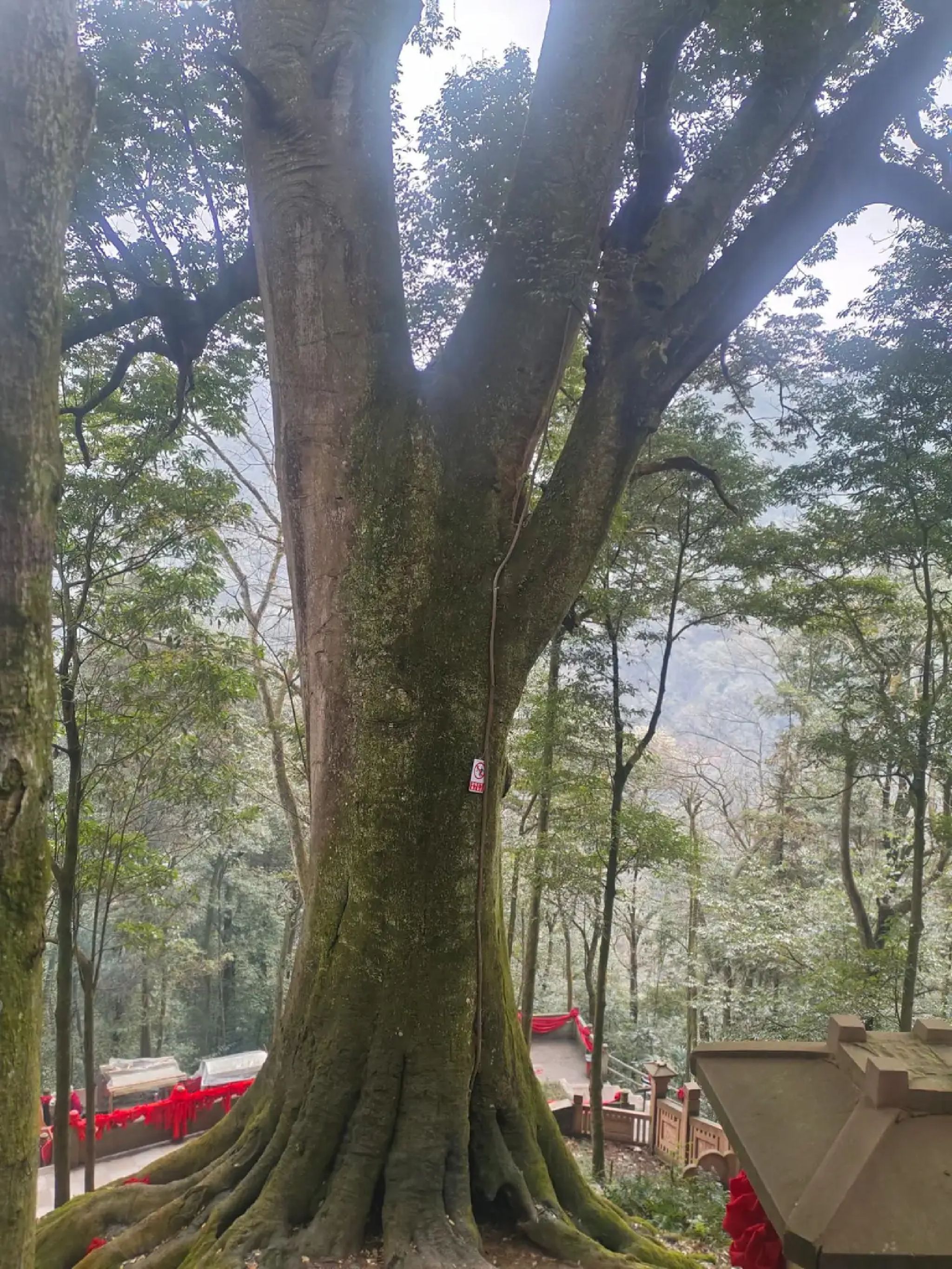 上举相思谷风景区旅行图片
