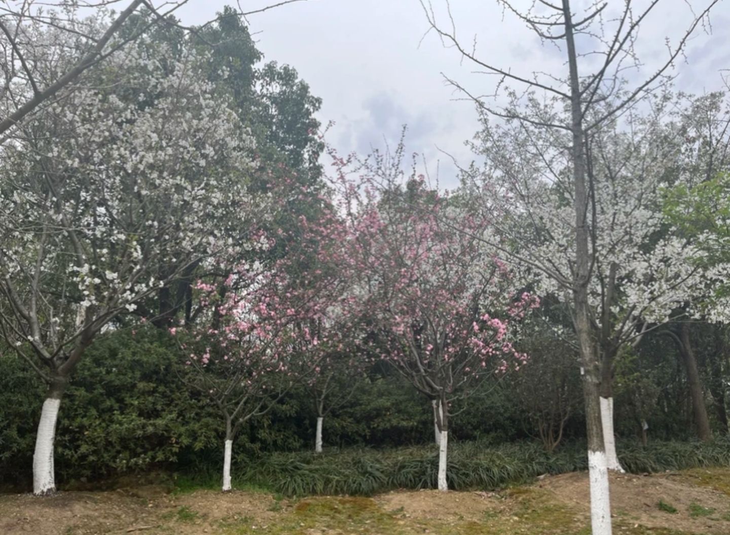 宁波植物园旅行图片